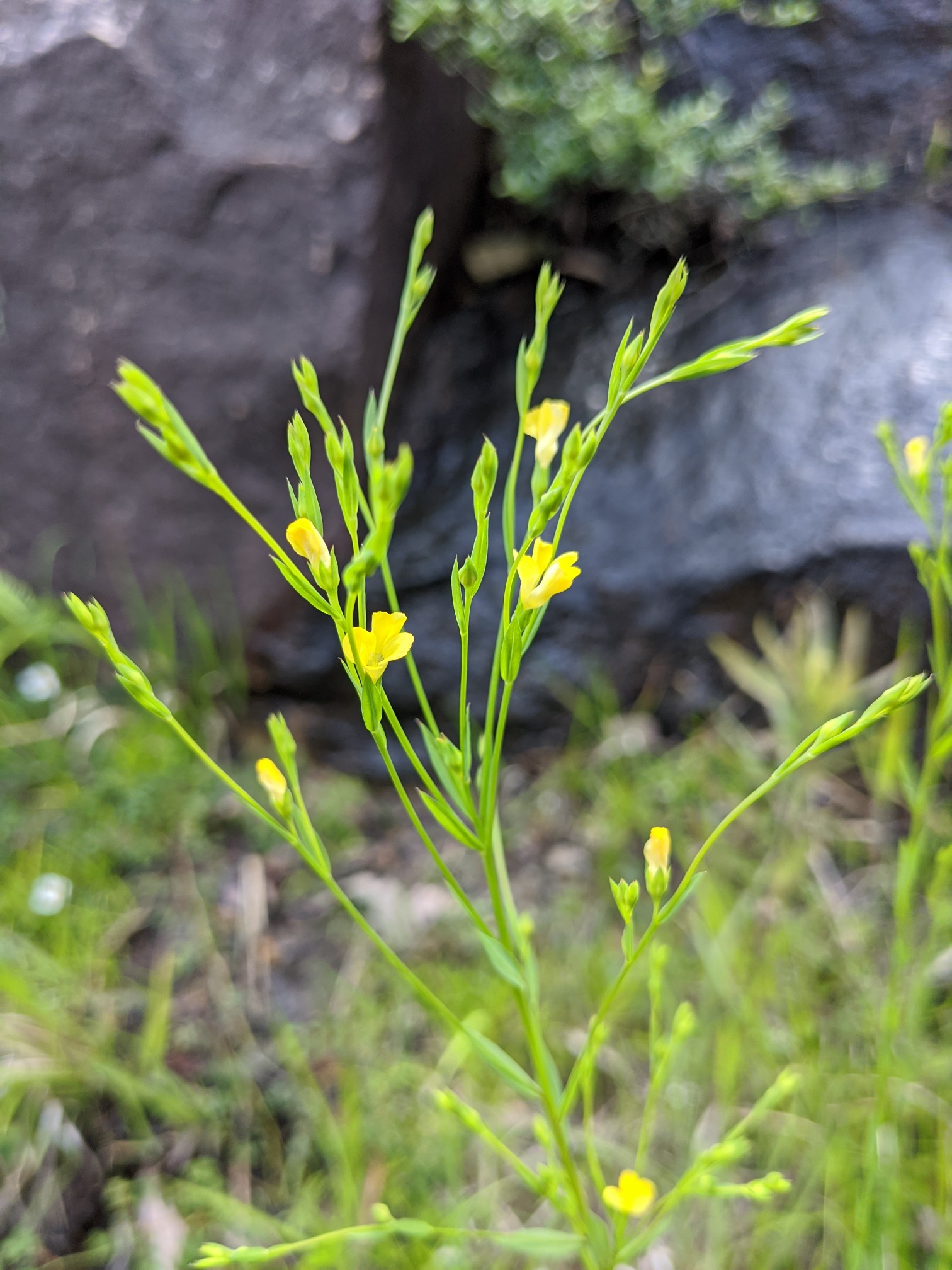 鏡山とお花との出会い きっこさんの三上山 鏡山の活動日記 Yamap ヤマップ
