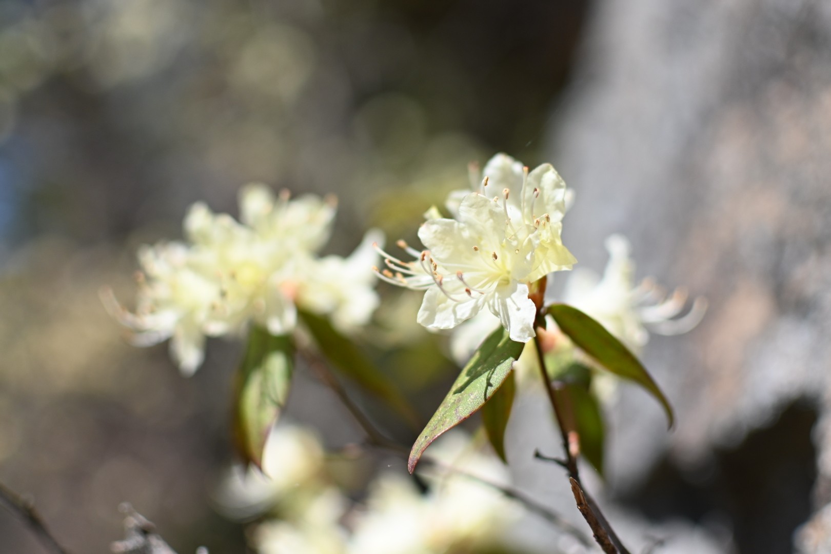 ヒカゲツツジを見つけに京ヶ倉へ Tetsuさんの京ヶ倉 大城の活動日記 Yamap ヤマップ