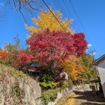 民家です
見事な紅葉🟡🍁