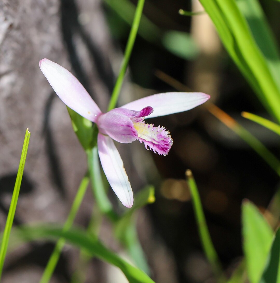 葦毛湿原 神石山 パラダイス タイガさんの坊ヶ峰 石巻山 神石山 葦毛湿原の活動日記 Yamap ヤマップ