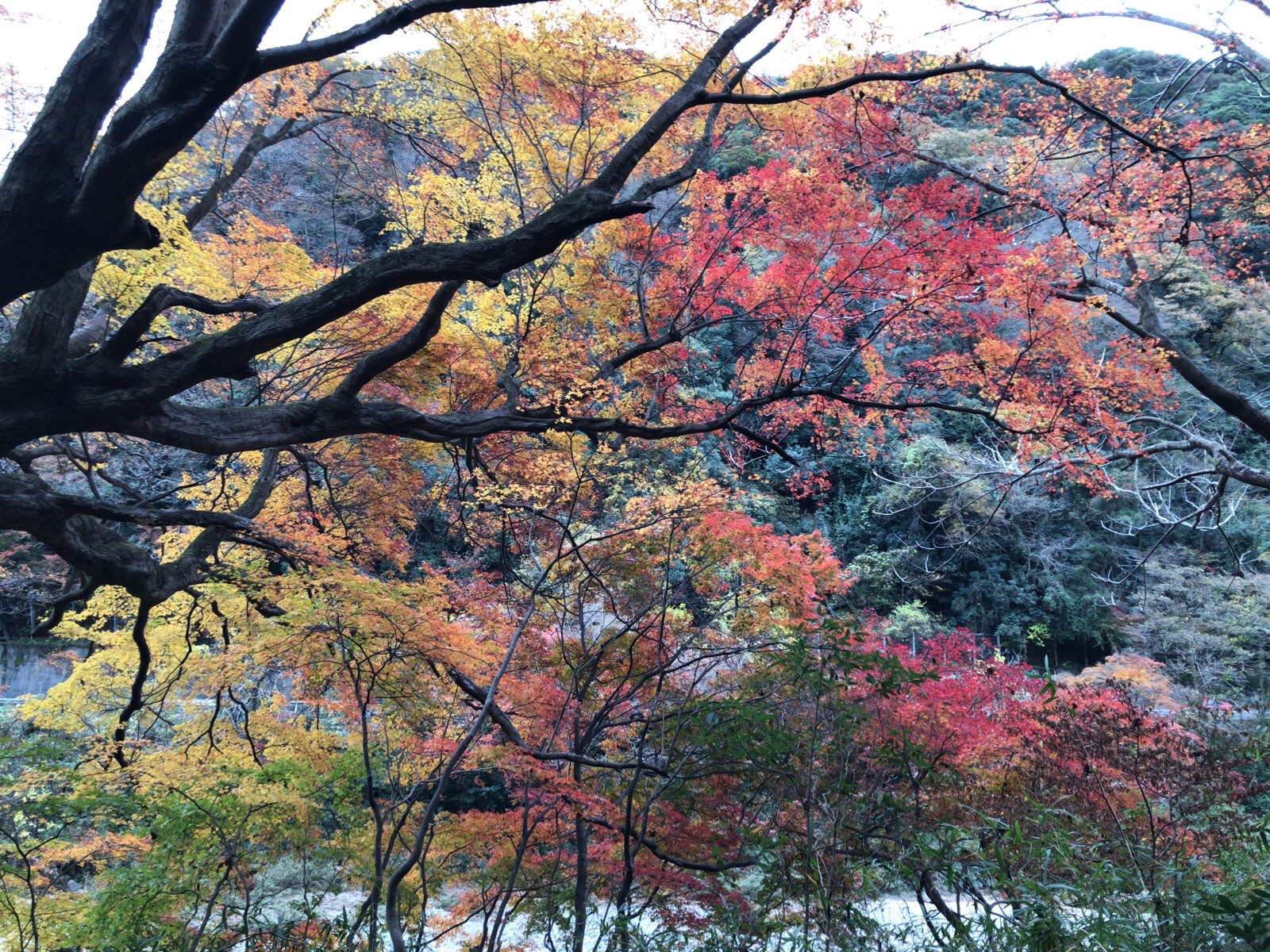定光寺 紅葉の愛岐トンネル群hk Sagさんの春日井三山 弥勒山 大谷山 道樹山の活動日記 Yamap ヤマップ