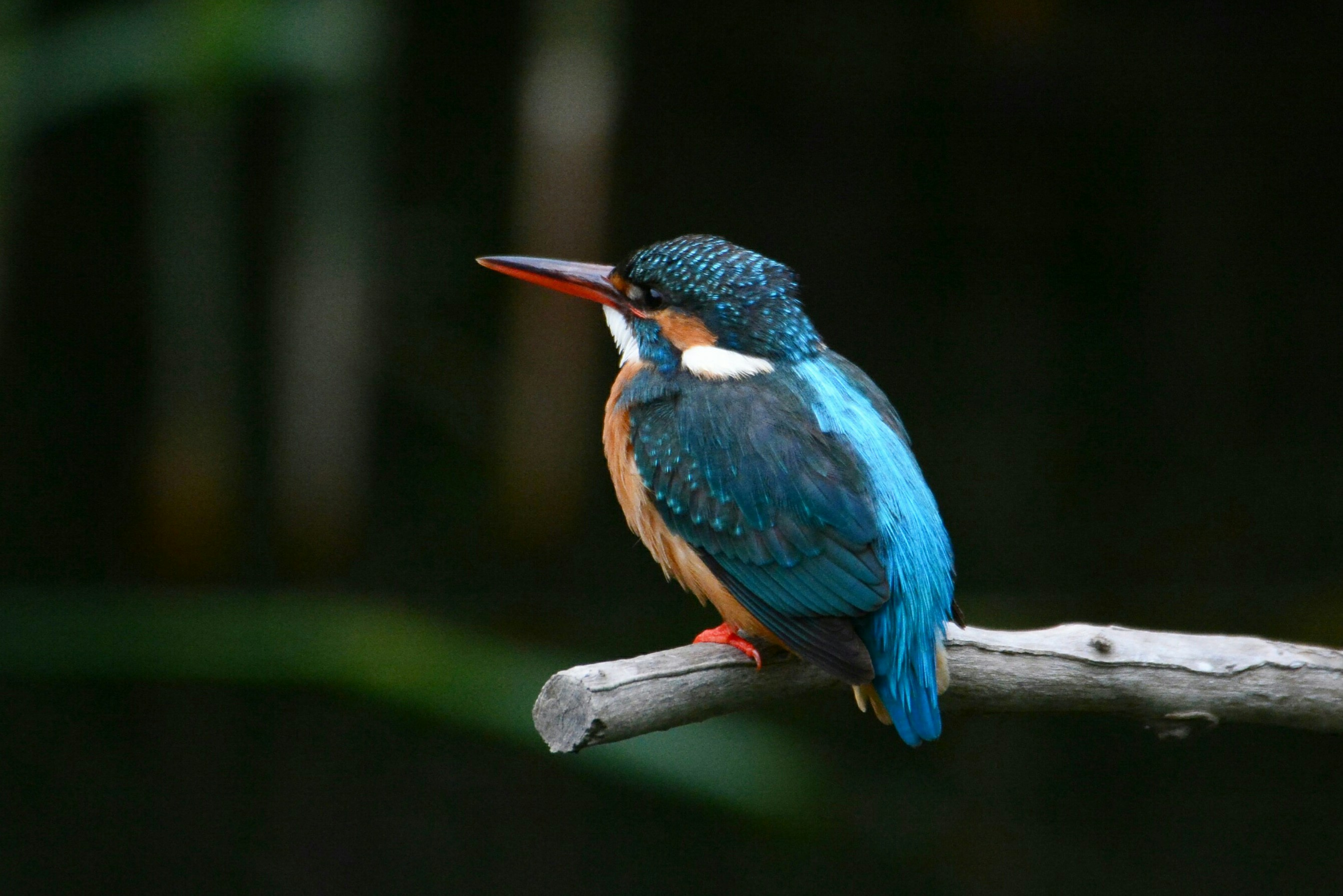 5 09 13 なっちゃん さんの鎌倉アルプス 大平山 天台山 の活動日記 Yamap ヤマップ
