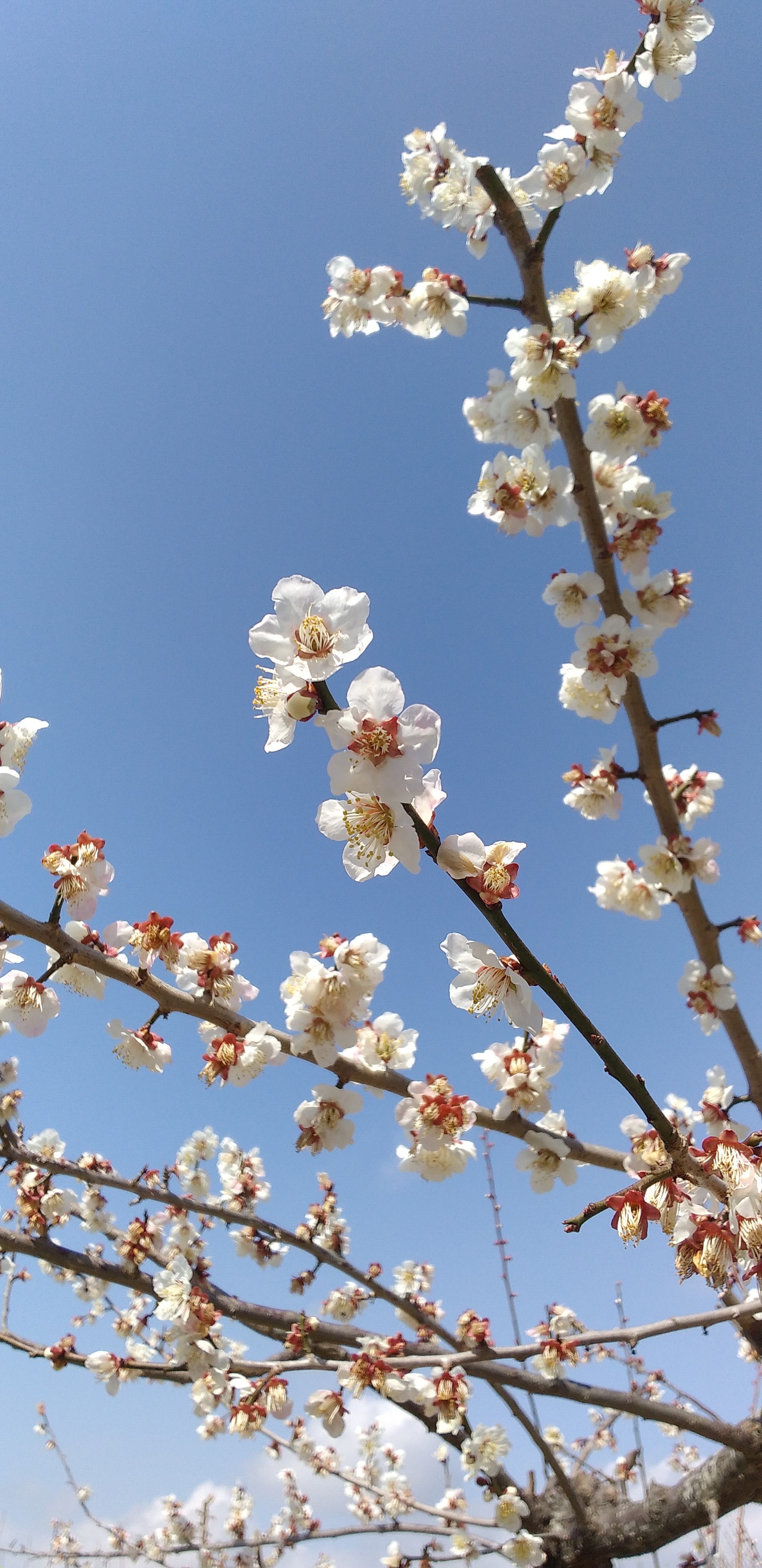 梅の香かおる 雌岡山 よかさんの雄岡山 雌岡山の活動データ Yamap ヤマップ
