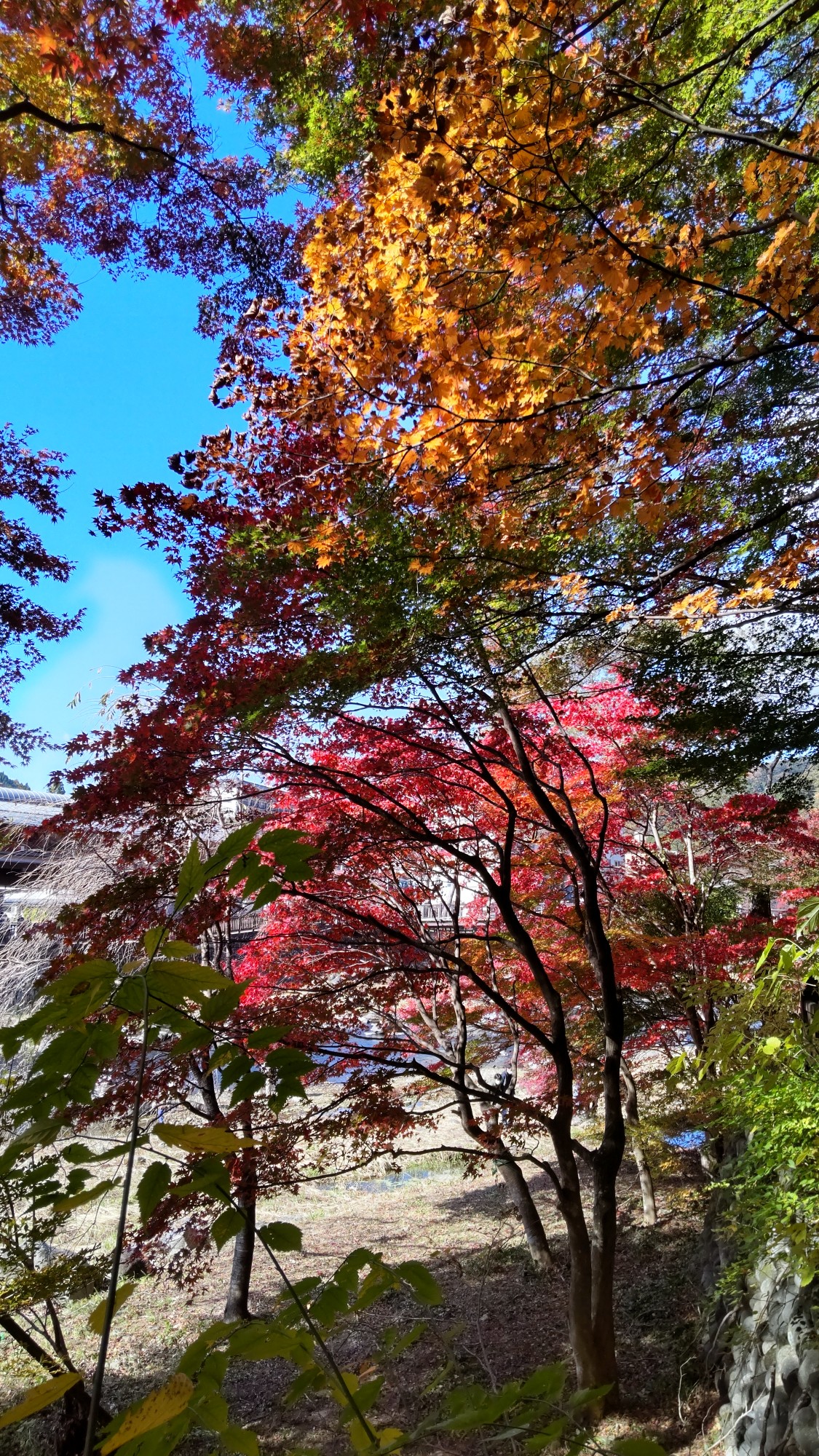那須塩原市塩原温泉 紅の吊橋付近の紅葉で ゆういちさんのモーメント Yamap ヤマップ