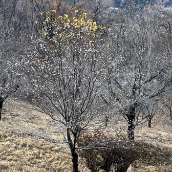 なんか咲いてた