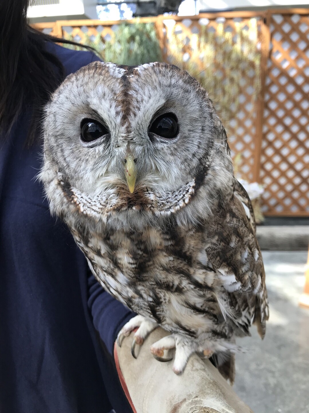 掛川花鳥園 ジョビ子 さんの粟ヶ岳の活動データ Yamap ヤマップ