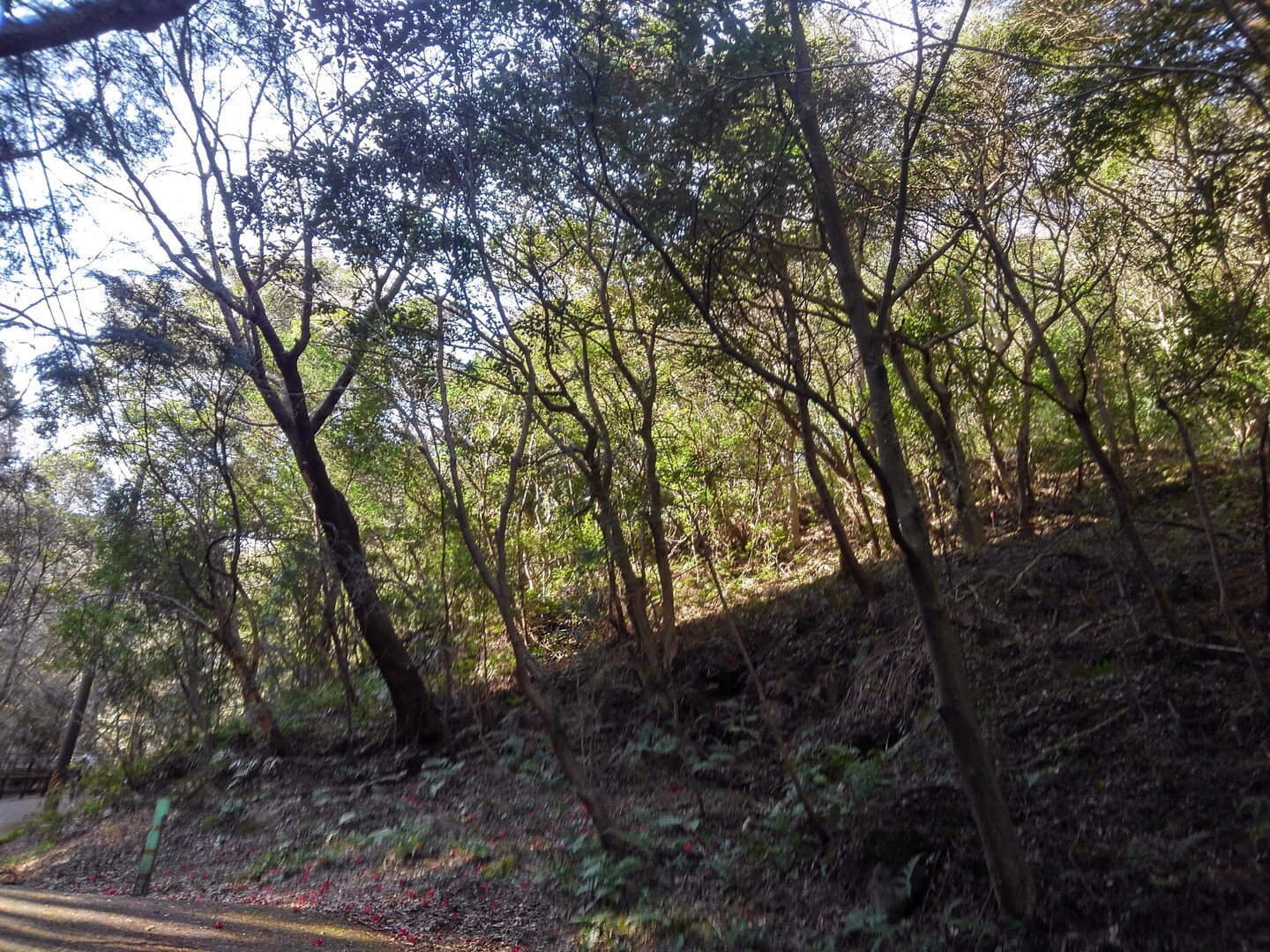 今年初無の里 茶臼山 茶臼山 万灯山の写真1枚目 日の差し込む感じが良さげ Yamap ヤマップ