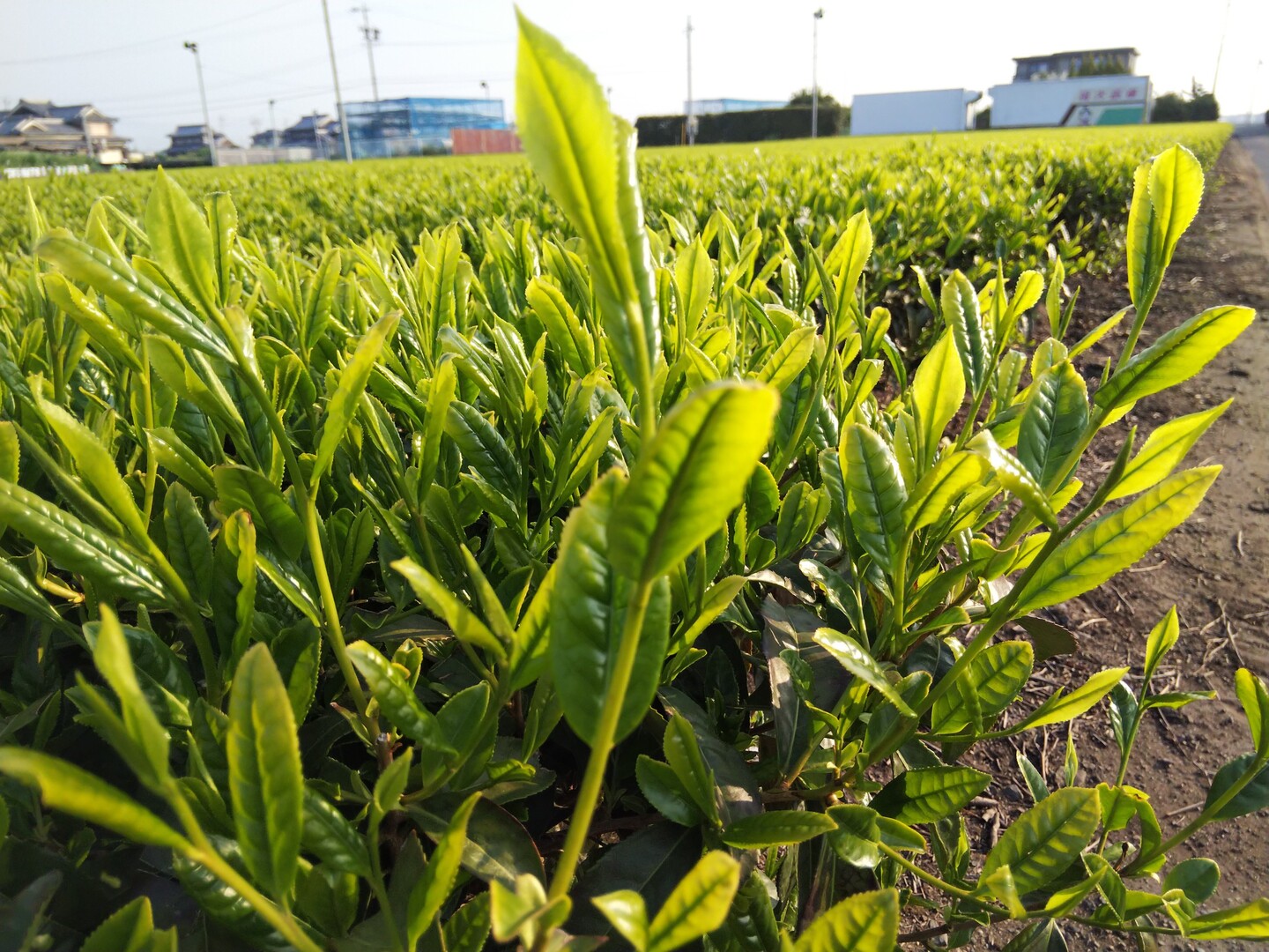 八十八夜 05 01 Green Teaさんの鈴鹿市の活動日記 Yamap ヤマップ