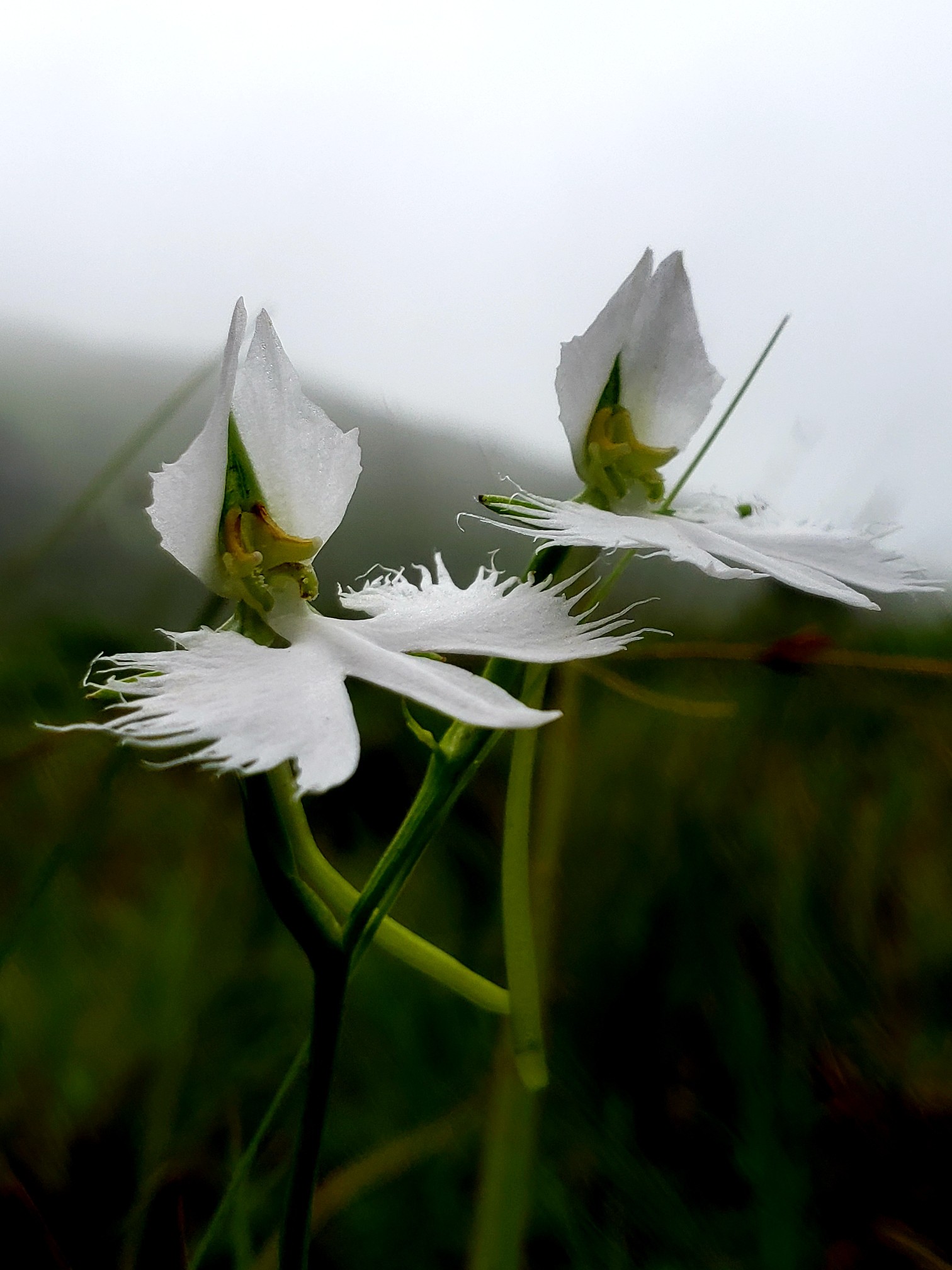 サギソウの咲く平尾台 21 8 23 こうちゃんさんの平尾台 貫山 水晶山の活動日記 Yamap ヤマップ