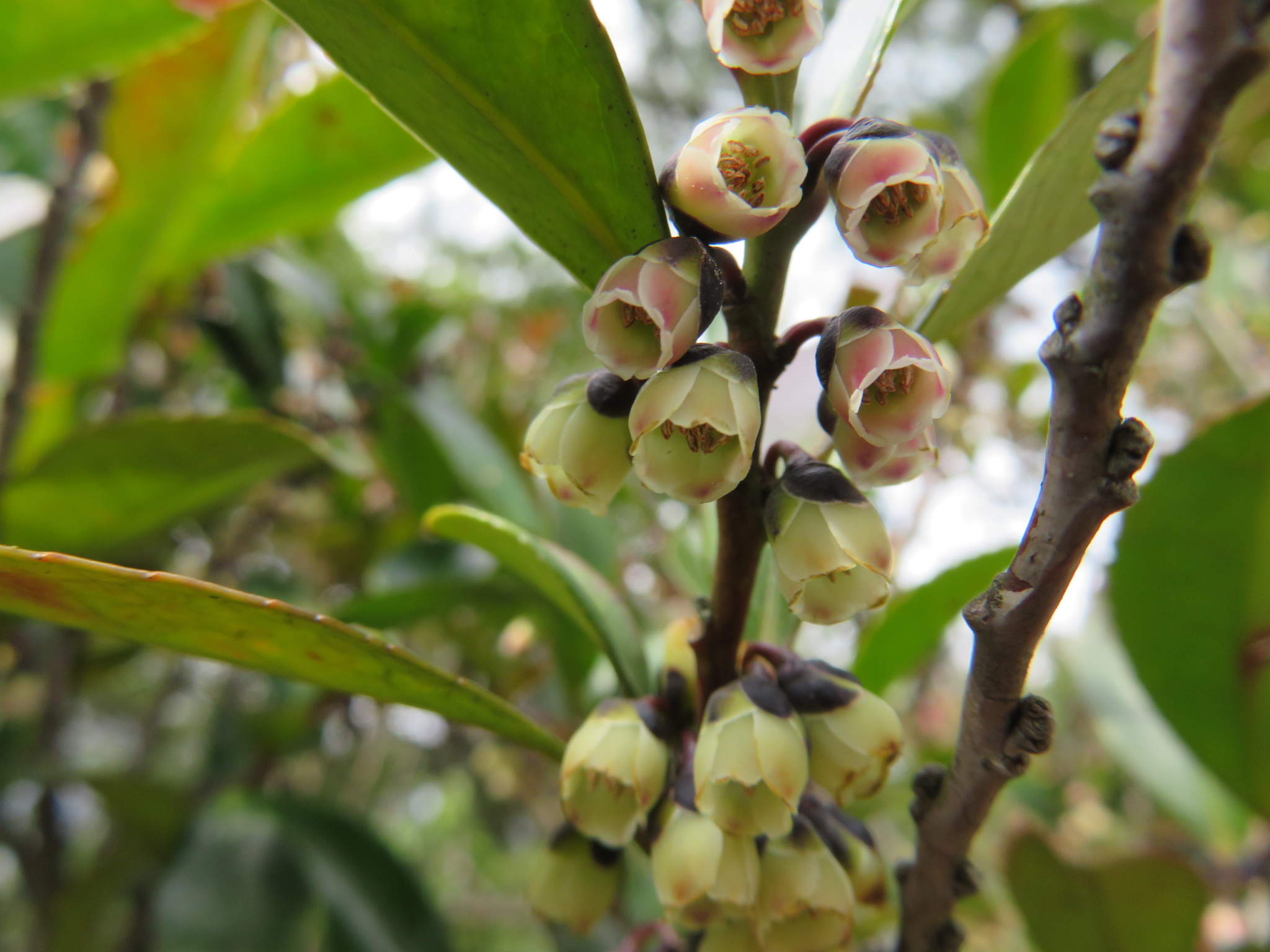 鞍掛山 石川県 赤花マンサクとヒュウガミズキに会いに Manoさんの鞍掛山 石川県 後山 三童子山の活動日記 Yamap ヤマップ