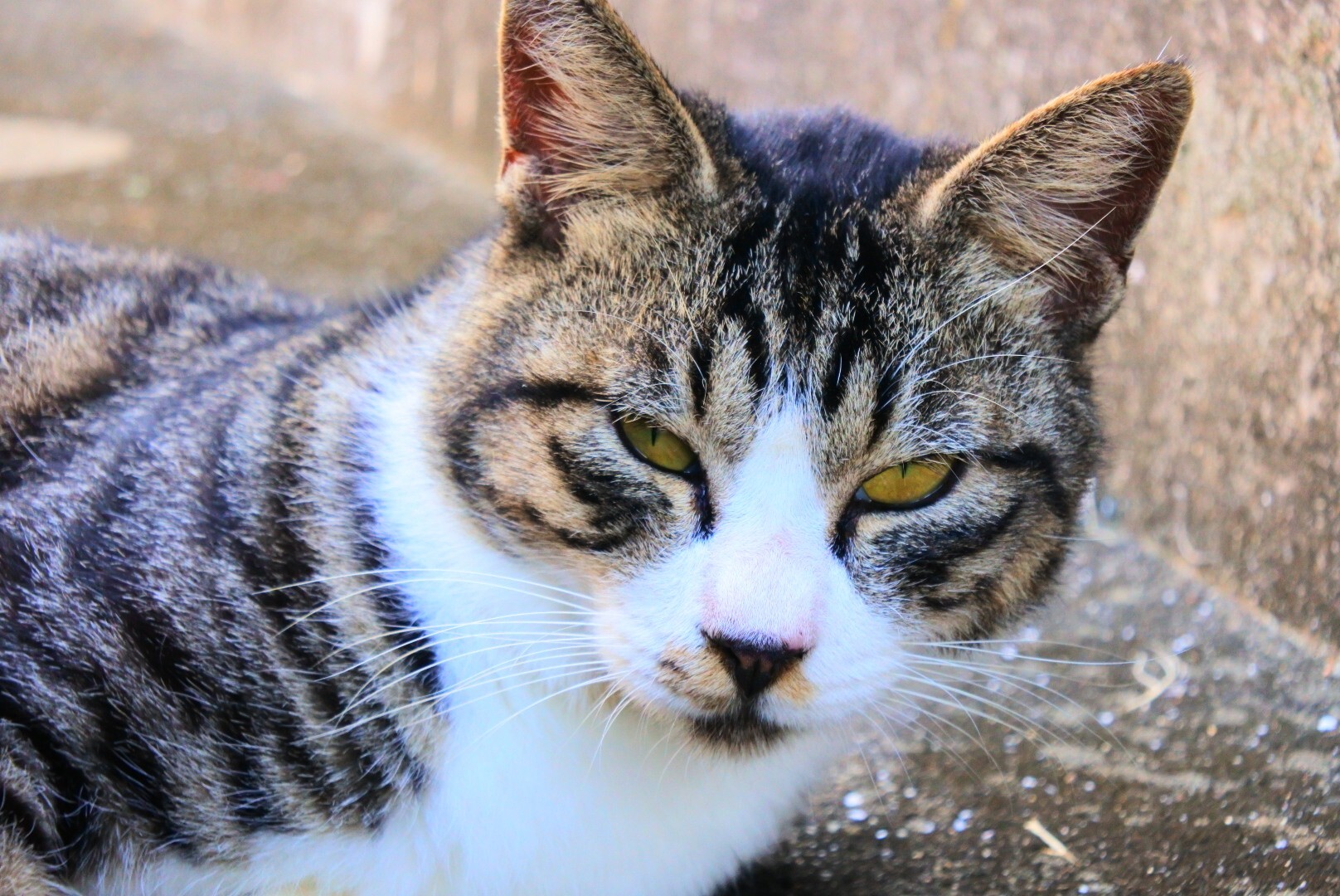 猫島 高島 遠征と霊峰天山登山 タカ さんの天山の活動日記 Yamap ヤマップ