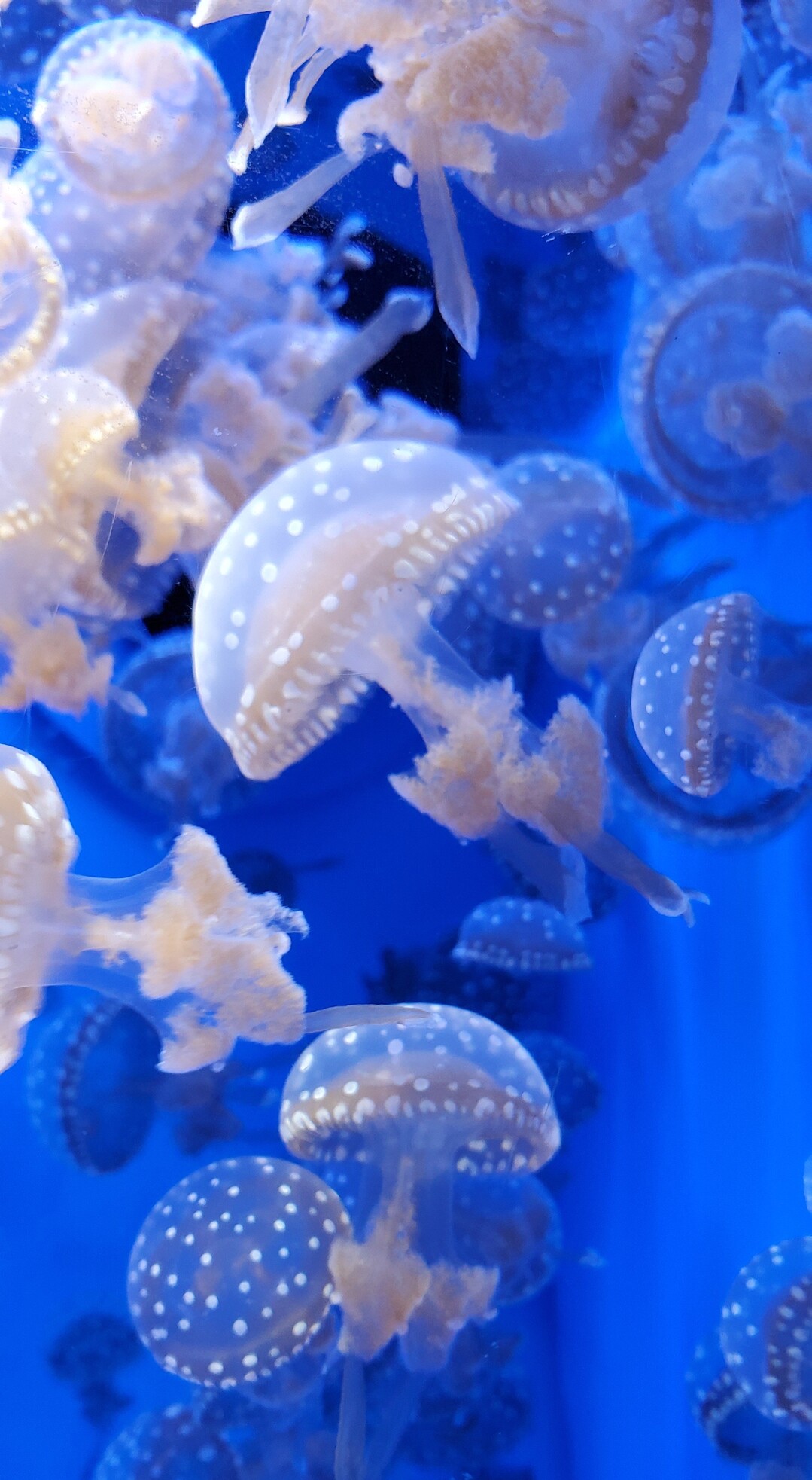 浅虫水族館 癒されに 08 観光の写真3枚目 クラゲは癒し系 ふわりふわり綺麗 Yamap ヤマップ