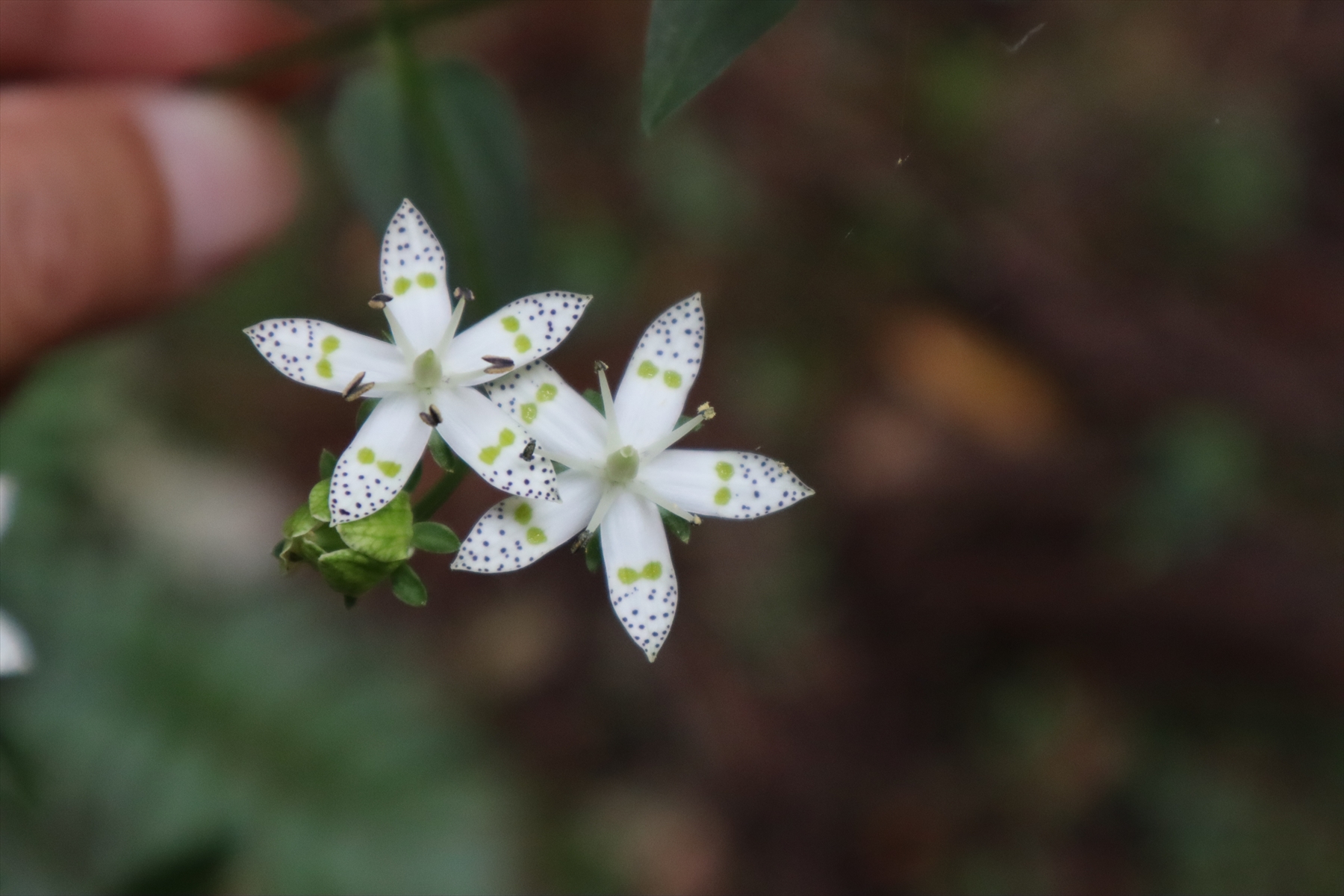 三尾山 兵庫県 19 10 05 中山公民館 前三尾 中三尾 三尾山 鏡峠 中山公民館 ミックンさんの三尾山 兵庫県 黒頭峰 鋸山の活動日記 Yamap ヤマップ