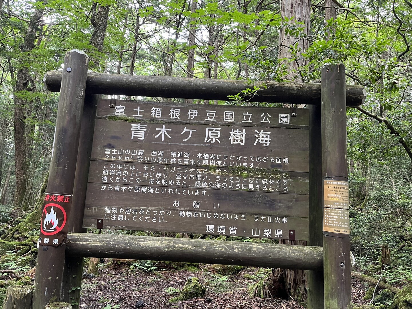 樹海　野外露出 富士山-青木ヶ原樹海 / 山大好きまっちゃんさんの富士山の活動データ | YAMAP / ヤマップ