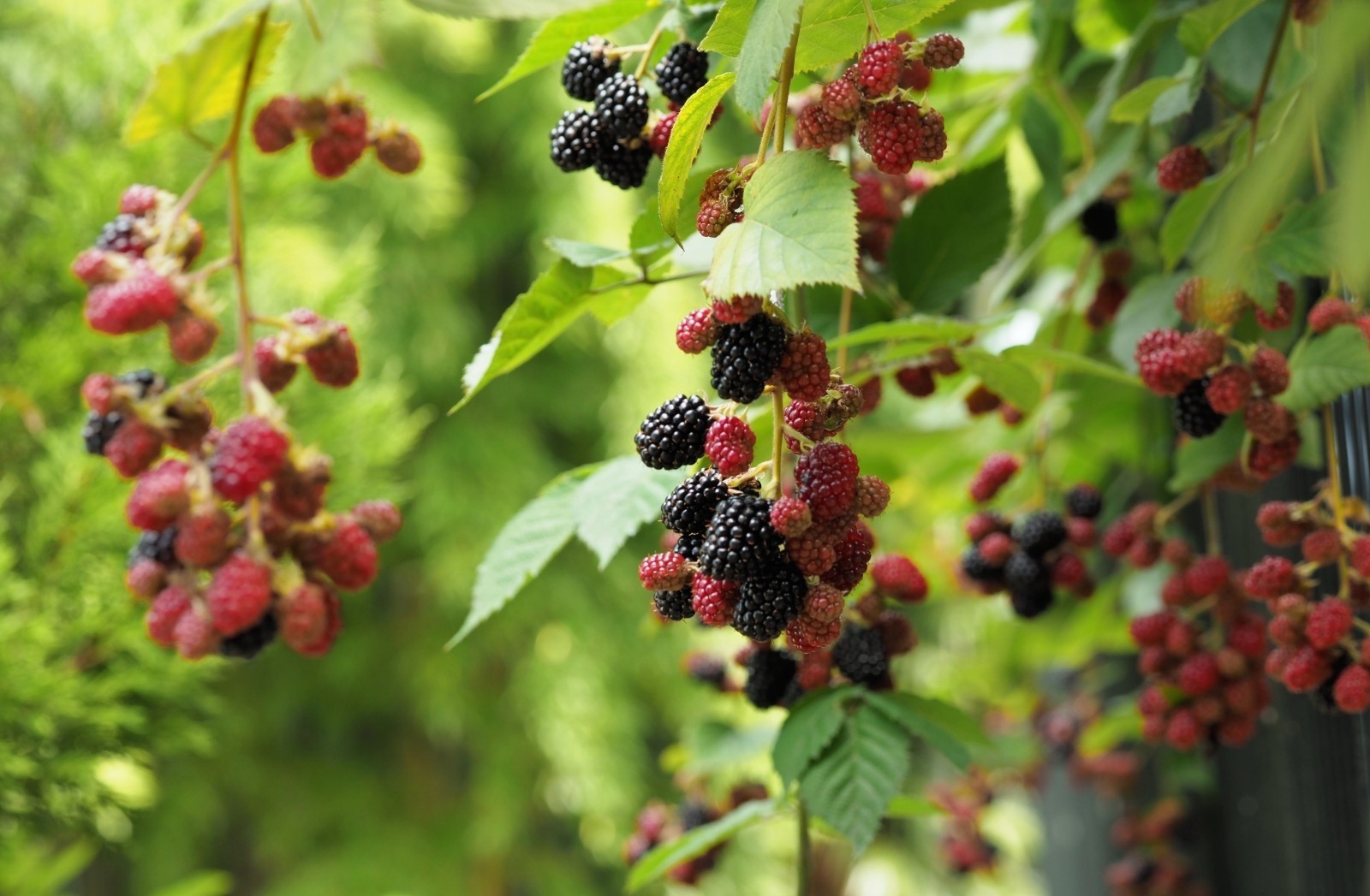 ブラックベリー 豊作です 我が家は良く 39go Enさんのモーメント Yamap ヤマップ