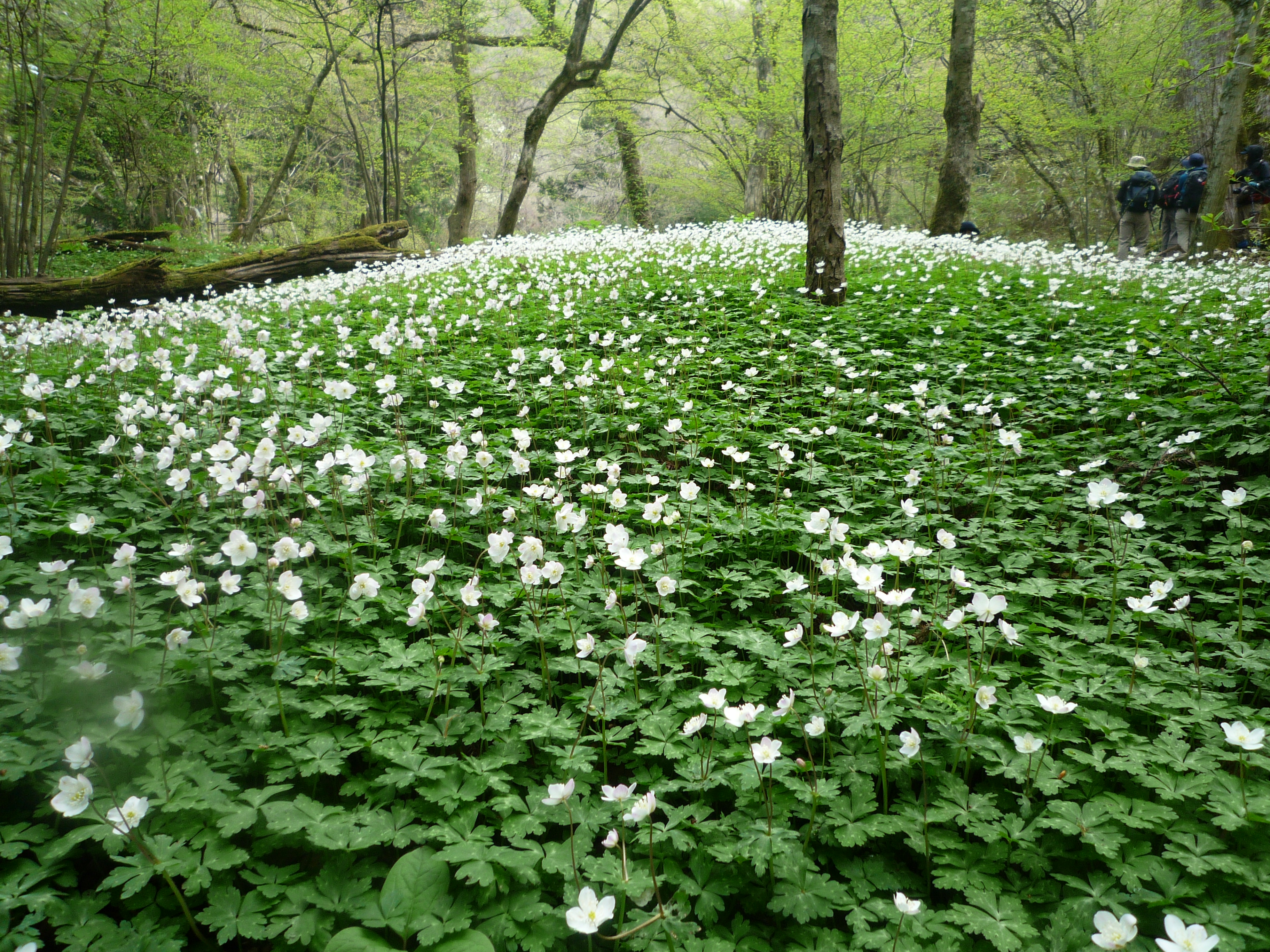 金剛山 千早本道コースの地図 登山ルート 登山口情報 Yamap ヤマップ