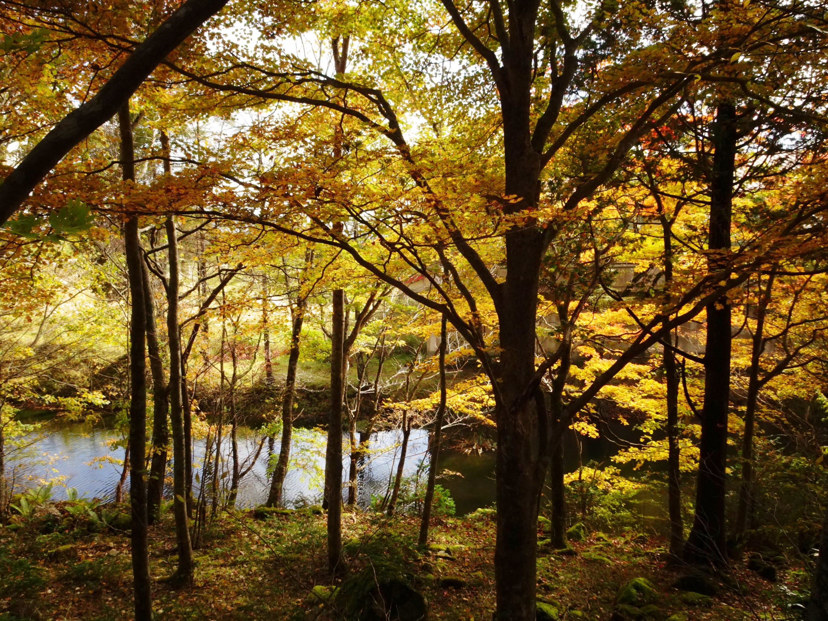 紅葉登山 で 愛知県最高峰の茶臼山を歩いてみる Estudioさんの茶臼山 愛知県 萩太郎山の活動データ Yamap ヤマップ