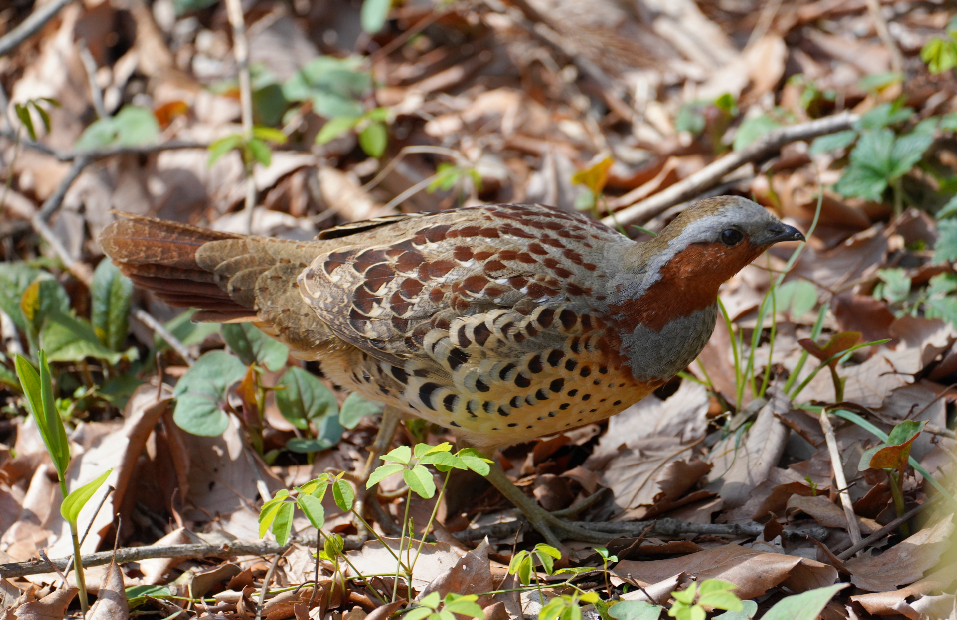 ルリビタキまだいた そして初撮影のコジュケイ２羽 アキチャン1491さんの横浜市 南エリアの活動日記 Yamap ヤマップ