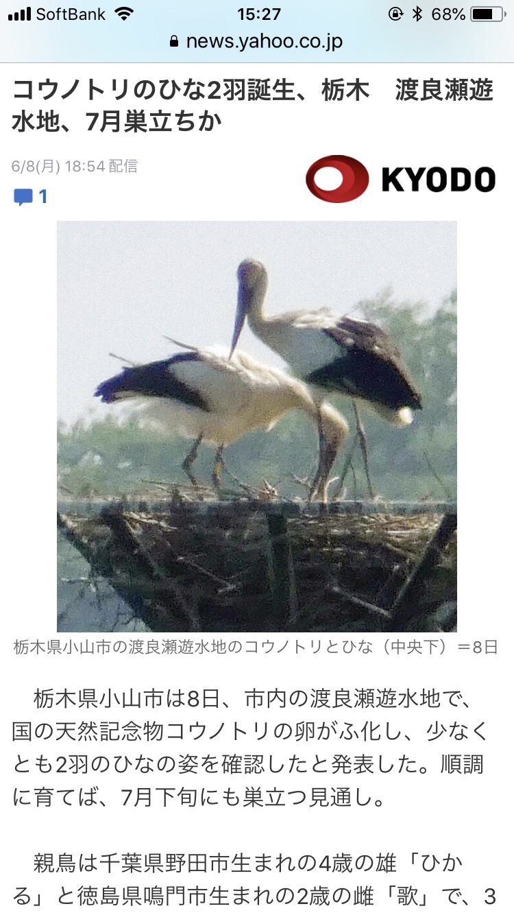 コウノトリ2羽誕生 巣立ち 渡良瀬遊水地 ジョビ子 さんの古河市の活動日記 Yamap ヤマップ