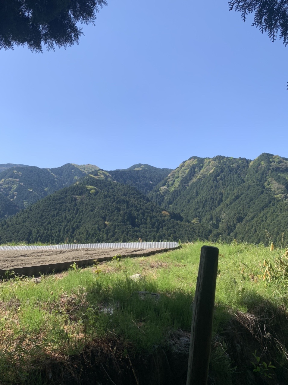 ツツジはどうだ 天狗谷 葛城山 Yamaーくんさんの金剛山 二上山 大和葛城山の活動データ Yamap ヤマップ