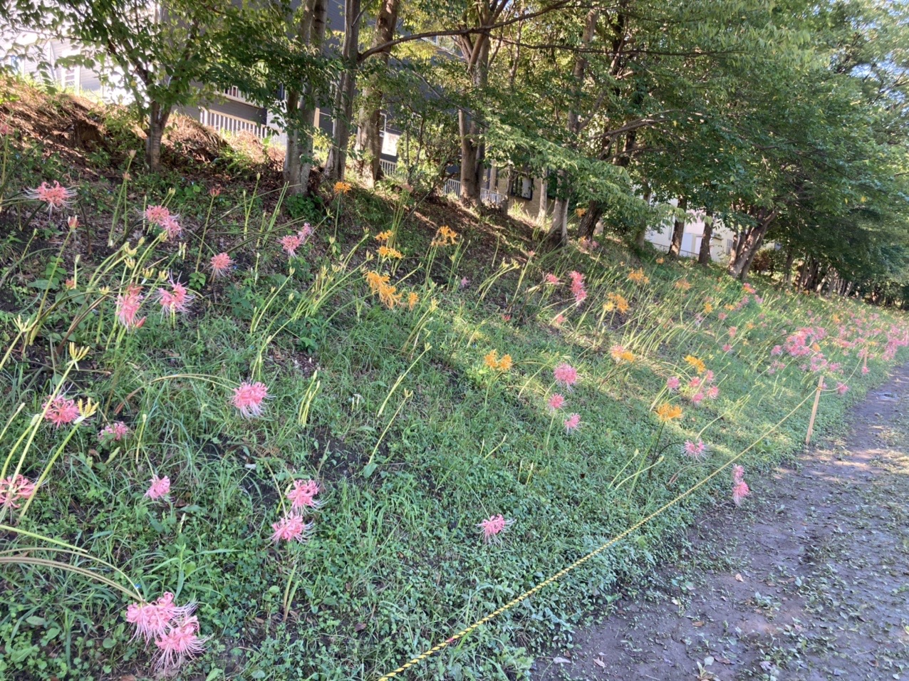 高浜市稗田川沿いの彼岸花進捗状況と西尾の低山三山ピークハント 羽角山 水道山 水晶山 さちごんさんの茶臼山 万灯山の活動日記 Yamap ヤマップ