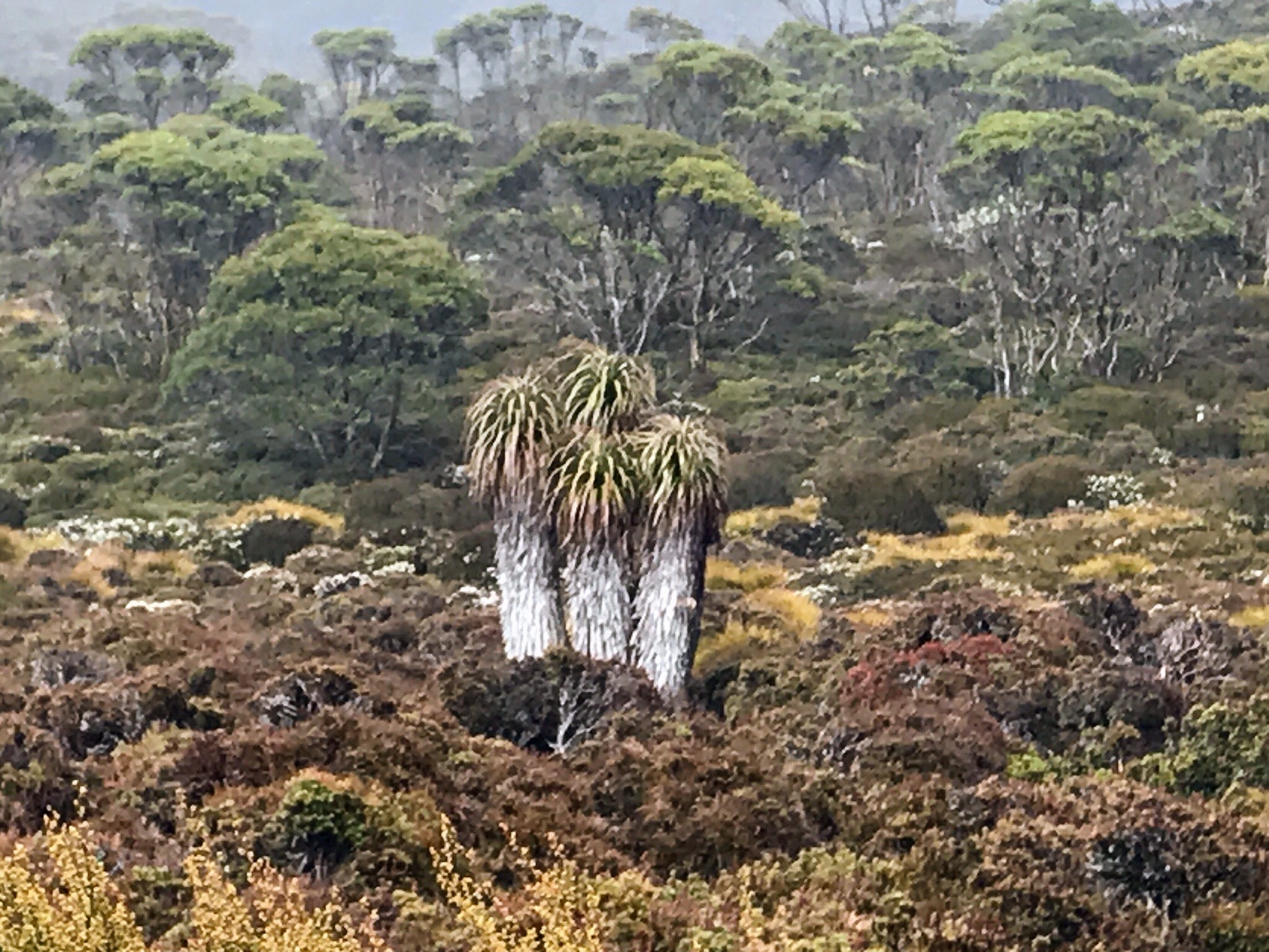 タスマニア島 オーバーランド トラック 2日目 Oshimoさんのオーバーランド トラック 北部の活動データ Yamap ヤマップ