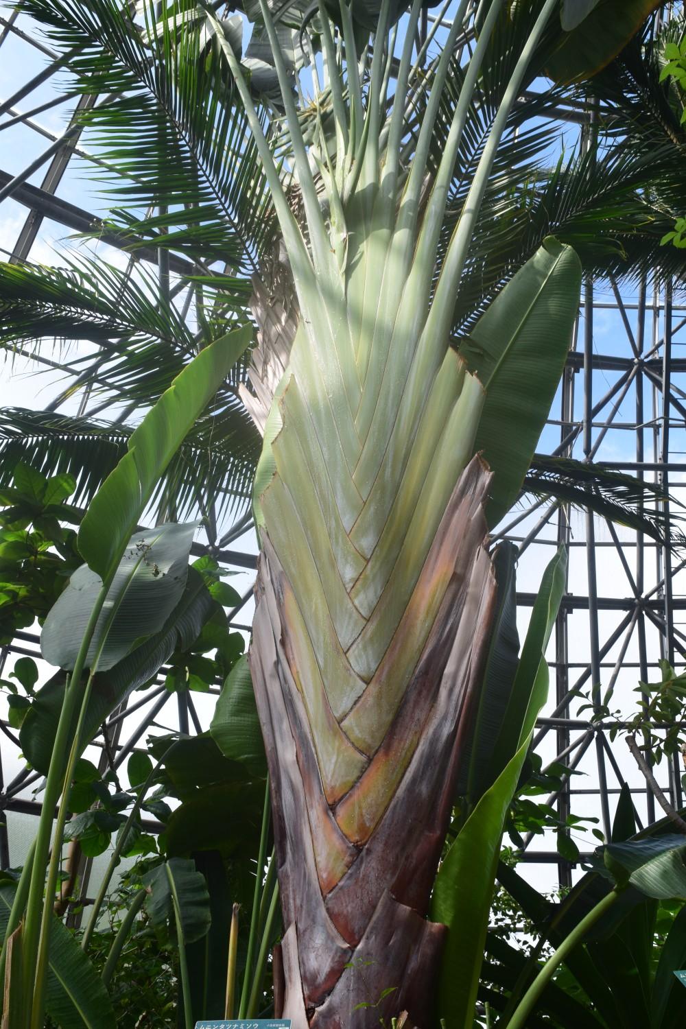 オオギバショウ、扇芭蕉、旅人の木、タビビトノキ タビビトノキ - Wikipedia