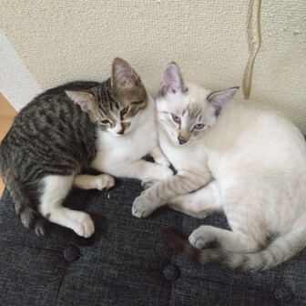 あきのし