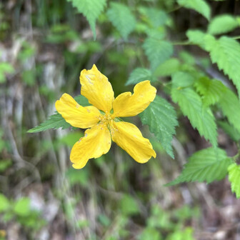 荒島岳 ヤマブキかな？
