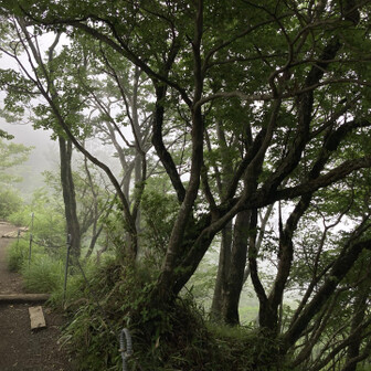 幻想的 ガス風景～✨☘️

登りも この辺りだけ
小雨が 降ってました✨☔️

高山は 登ってみるまで 
山頂の お天気☀️ わからないですね