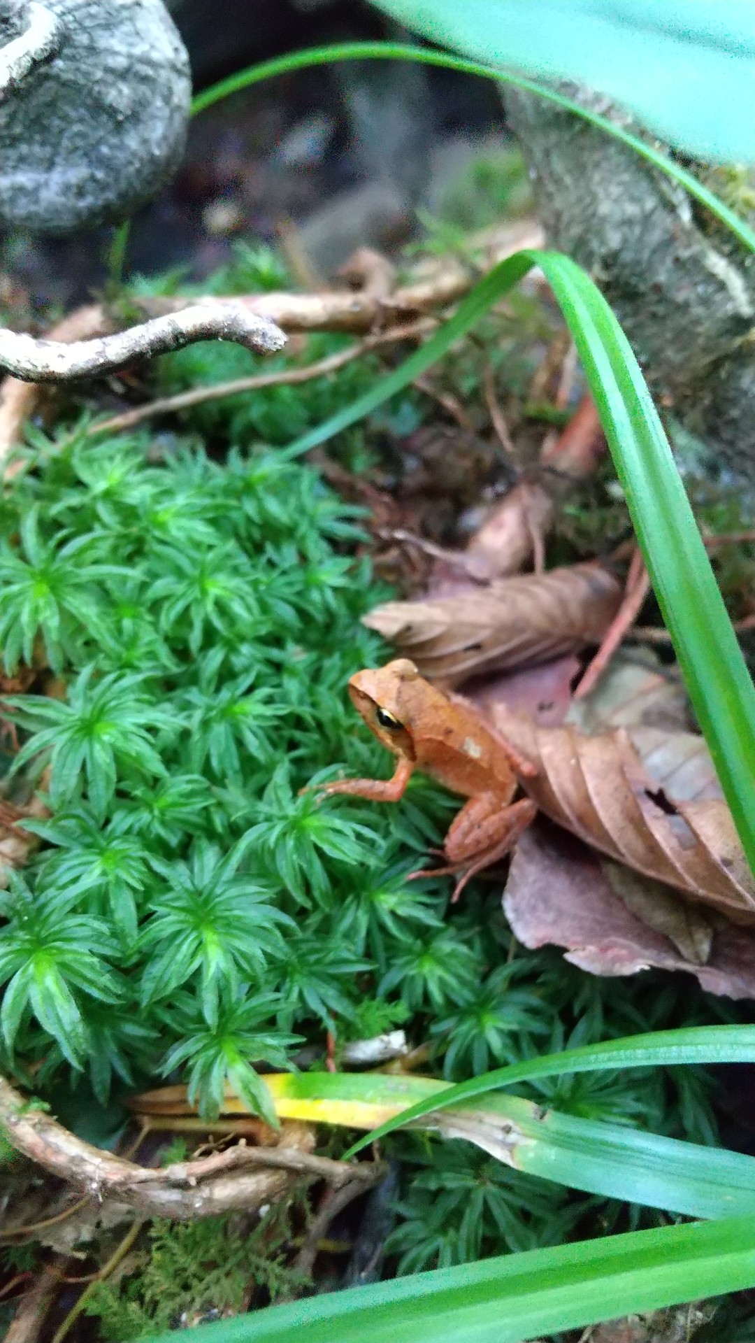 とぐろを巻く蛇 三郡山 猫がモトラをさんの宝満山 三郡山 若杉山の活動データ Yamap ヤマップ