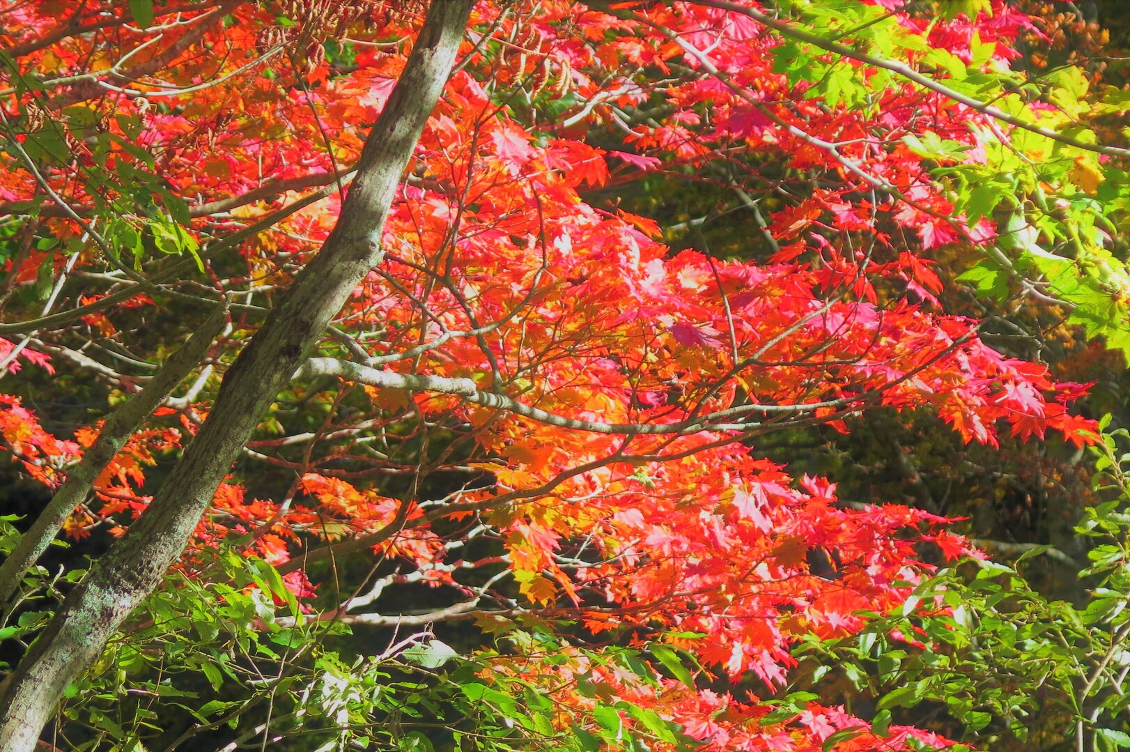 輝葉狭 水源の森 美しくなりました Iiyamaさんの武尊山 鹿俣山 尼ヶ禿山の活動日記 Yamap ヤマップ