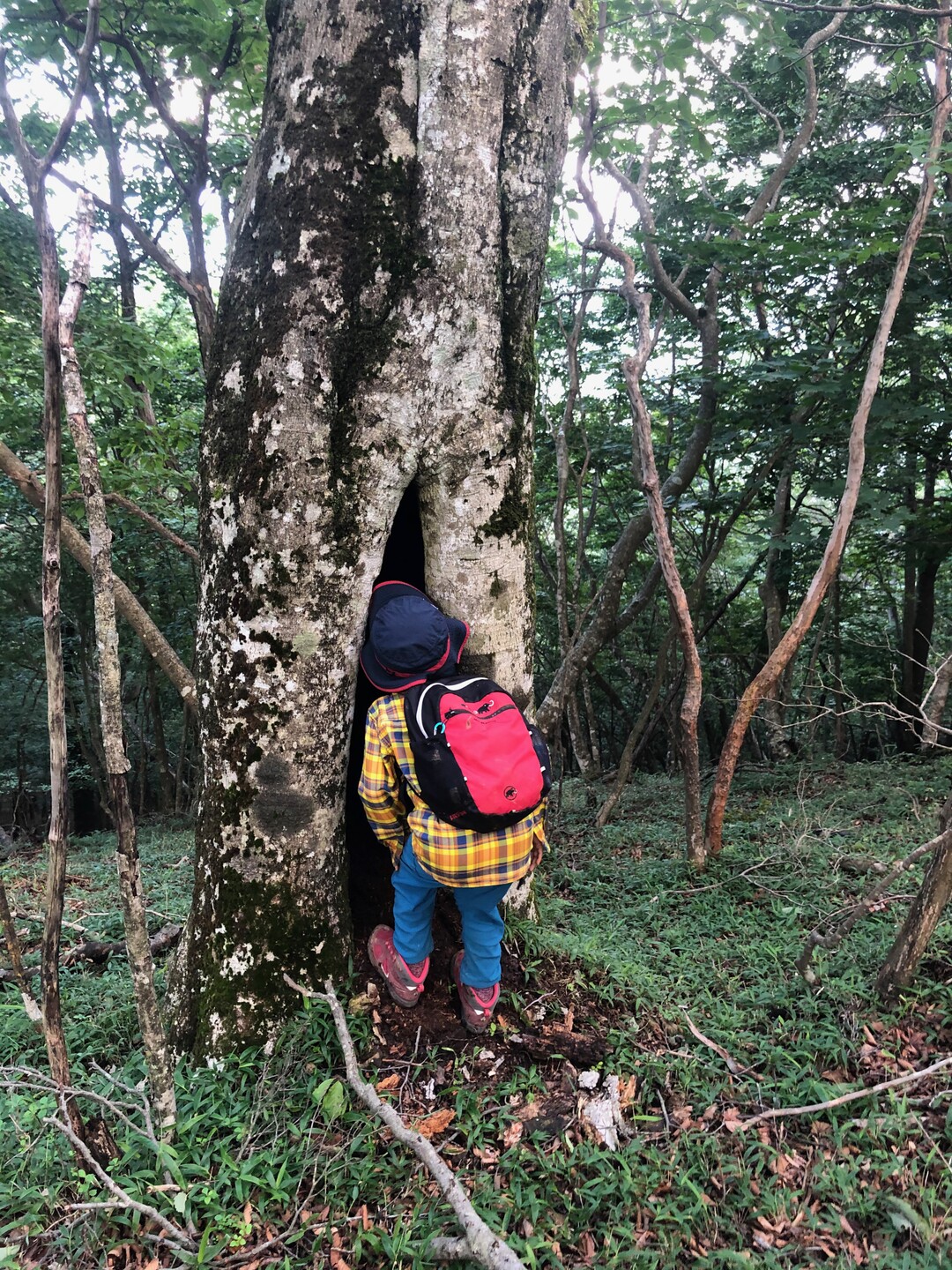 のぼりいっぱいむしいっぱい清八山 本社ヶ丸 三ッ峠山 本社ヶ丸 鶴ヶ鳥屋山の写真45枚目 きのうろに なにかいるかな Yamap ヤマップ