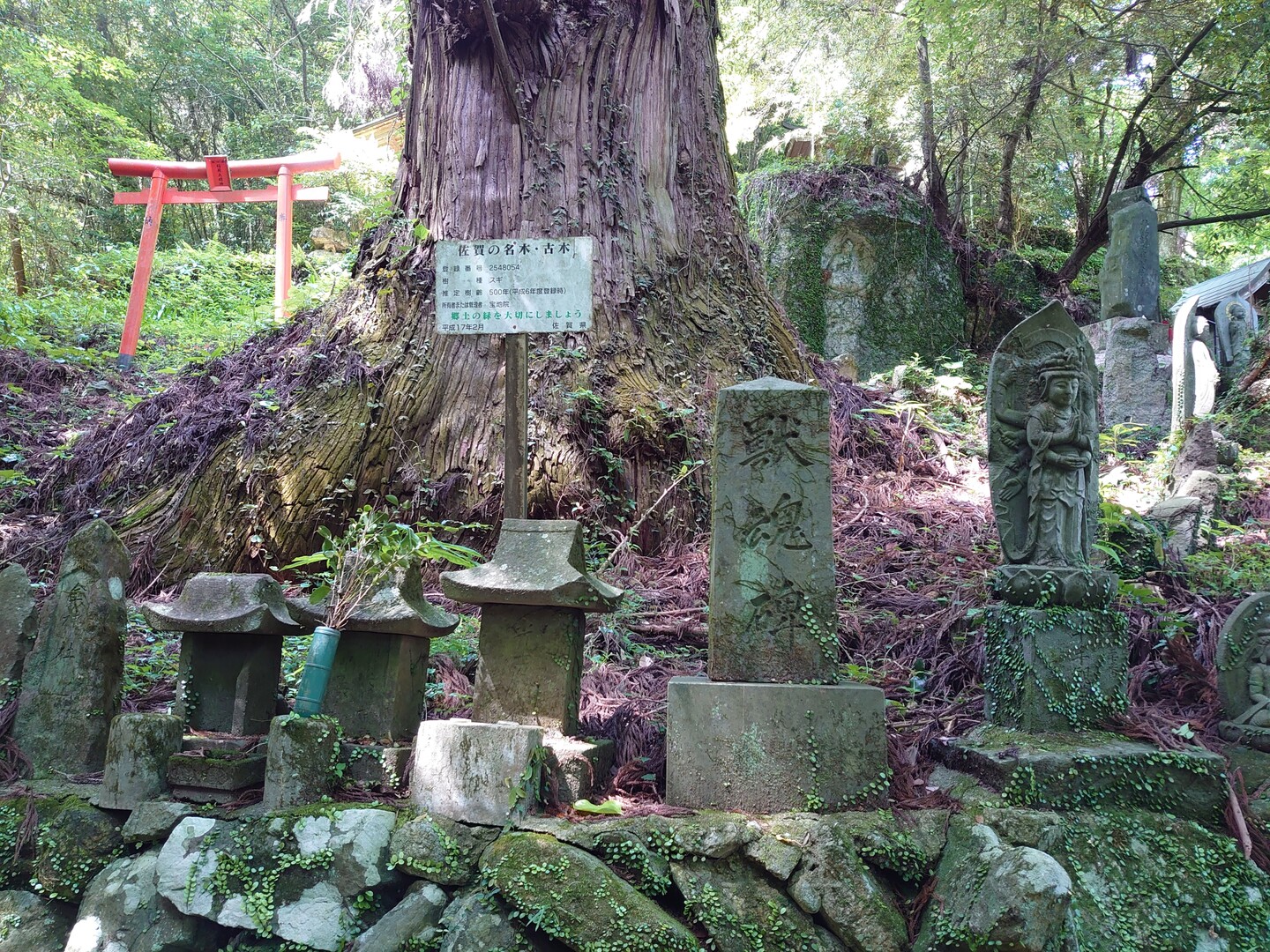 散策 清水の滝 佐賀県小城市 05 21 タカ坊さんの天山の活動日記 Yamap ヤマップ