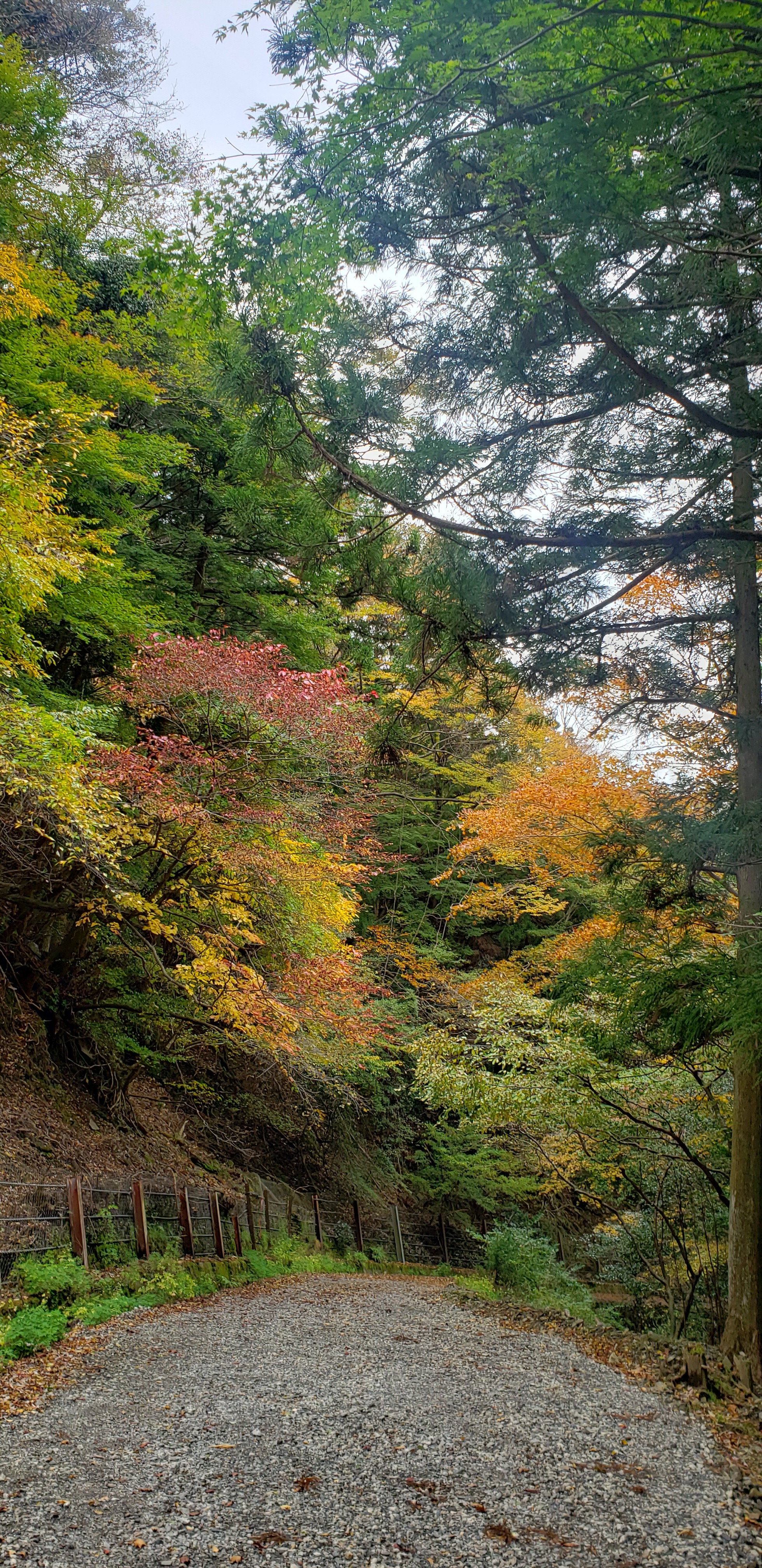 くらがり渓谷 紅葉ロード Masaさんの本宮山 大日山 風頭山の活動データ Yamap ヤマップ