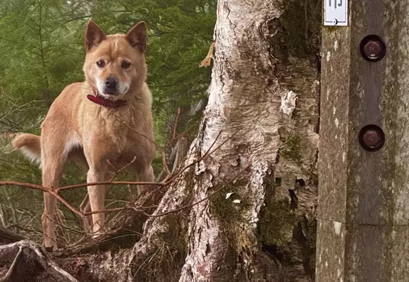 御座ちゃん🐕✨ / 鳳凰山・地蔵岳・観音岳・薬師岳の写真10枚目 御座ちゃん🐕✨ / 鳳凰山・地蔵岳・観音岳・薬師岳の写真10枚目