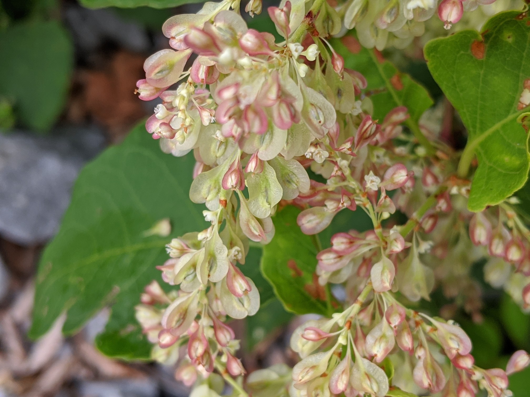 槍ヶ峰 三ノ峰 Minaeさんの大山 甲ヶ山 野田ヶ山の活動日記 Yamap ヤマップ