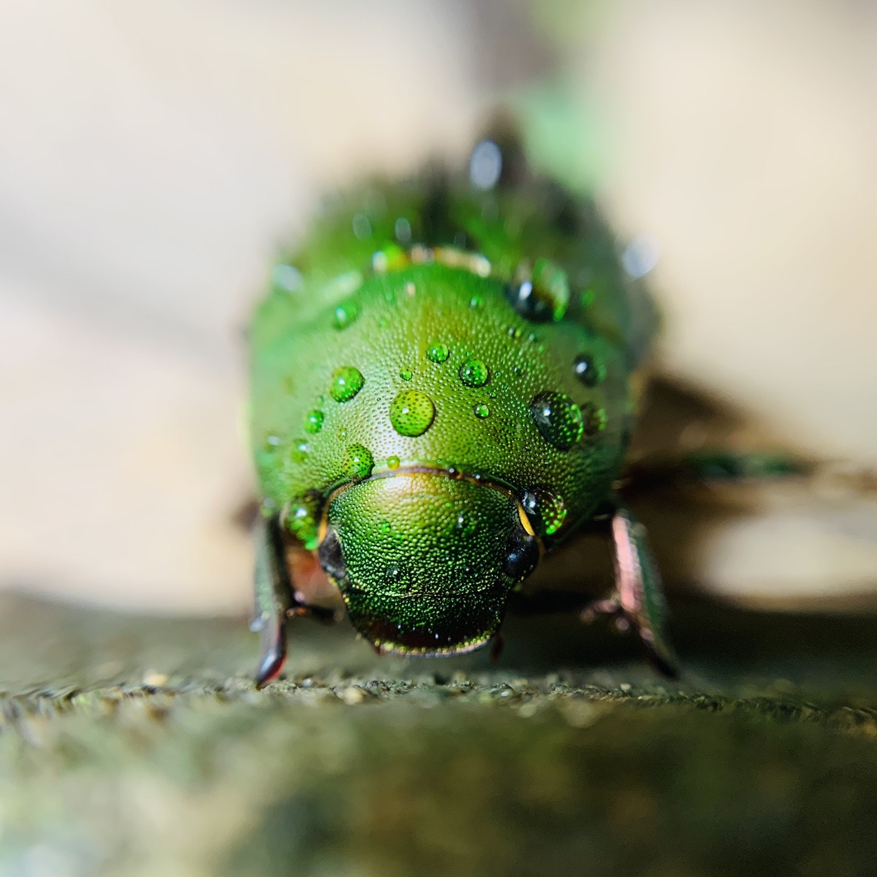 黄金虫は金持ちだ 金蔵建てた 蔵建てた Fuyu Umareさんのモーメント Yamap ヤマップ
