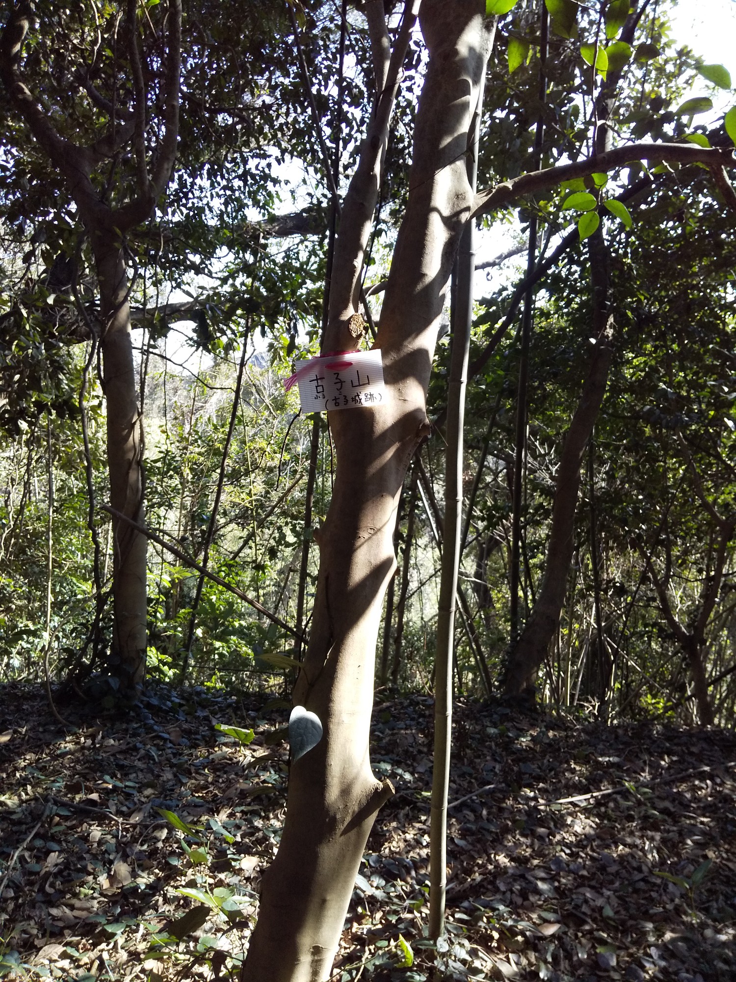 古子城址 古子山 再訪 尾東山の竹藪漕ぎ降り 21 2 21 セイオさんの古賀市の活動データ Yamap ヤマップ