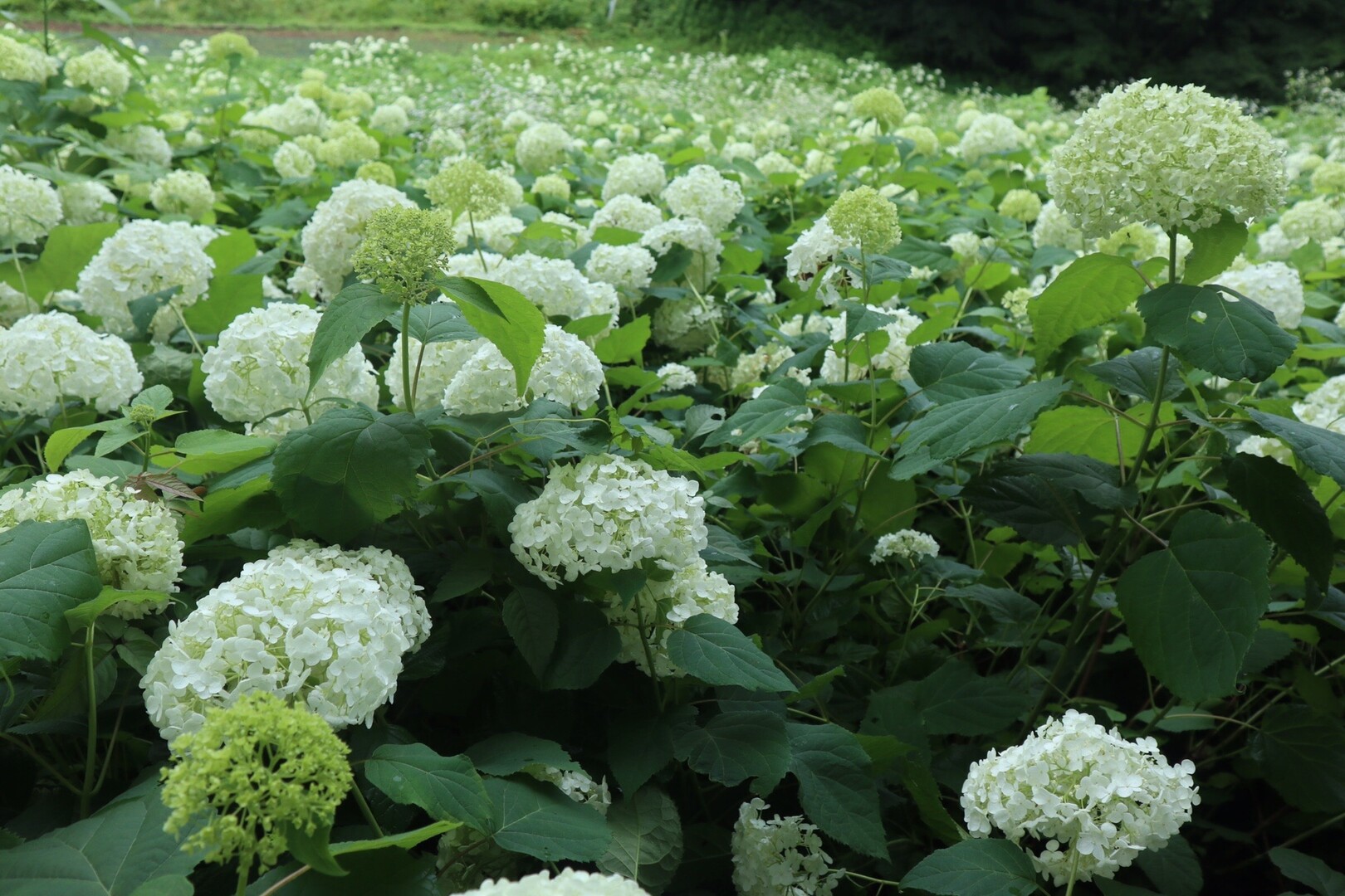 サマーランドワンダフルネイチャービレッジ 第二の小ピーク ニピー さんの網代弁天山 網代城山の活動日記 Yamap ヤマップ