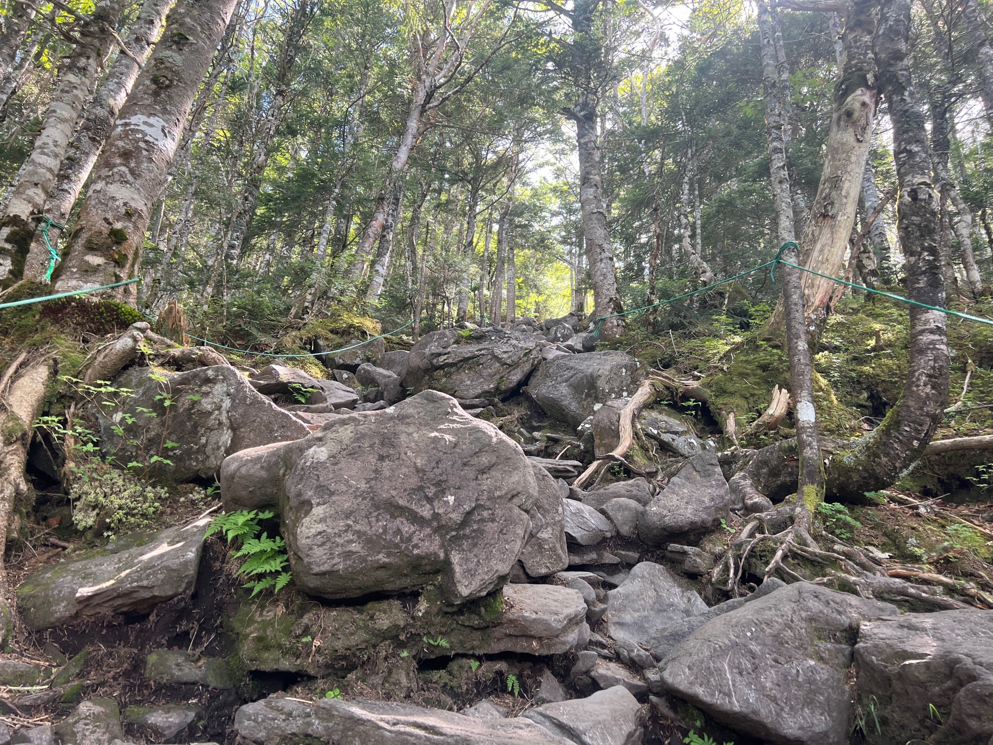 適度ない登り。楽しいよ