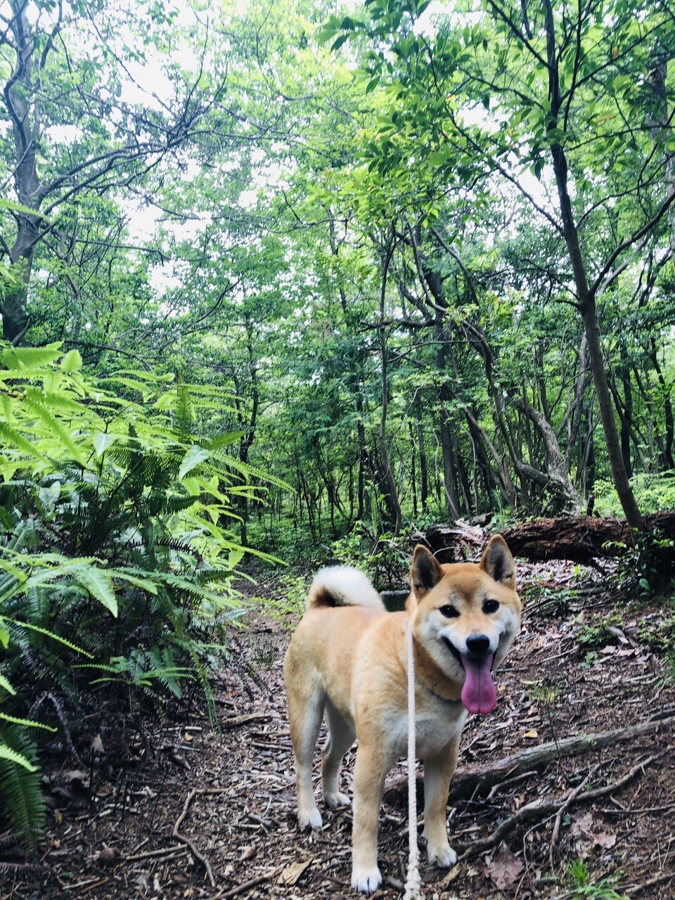 東青山四季のさと / のりぴさんのウォーキングの活動データ YAMAP / ヤマップ
