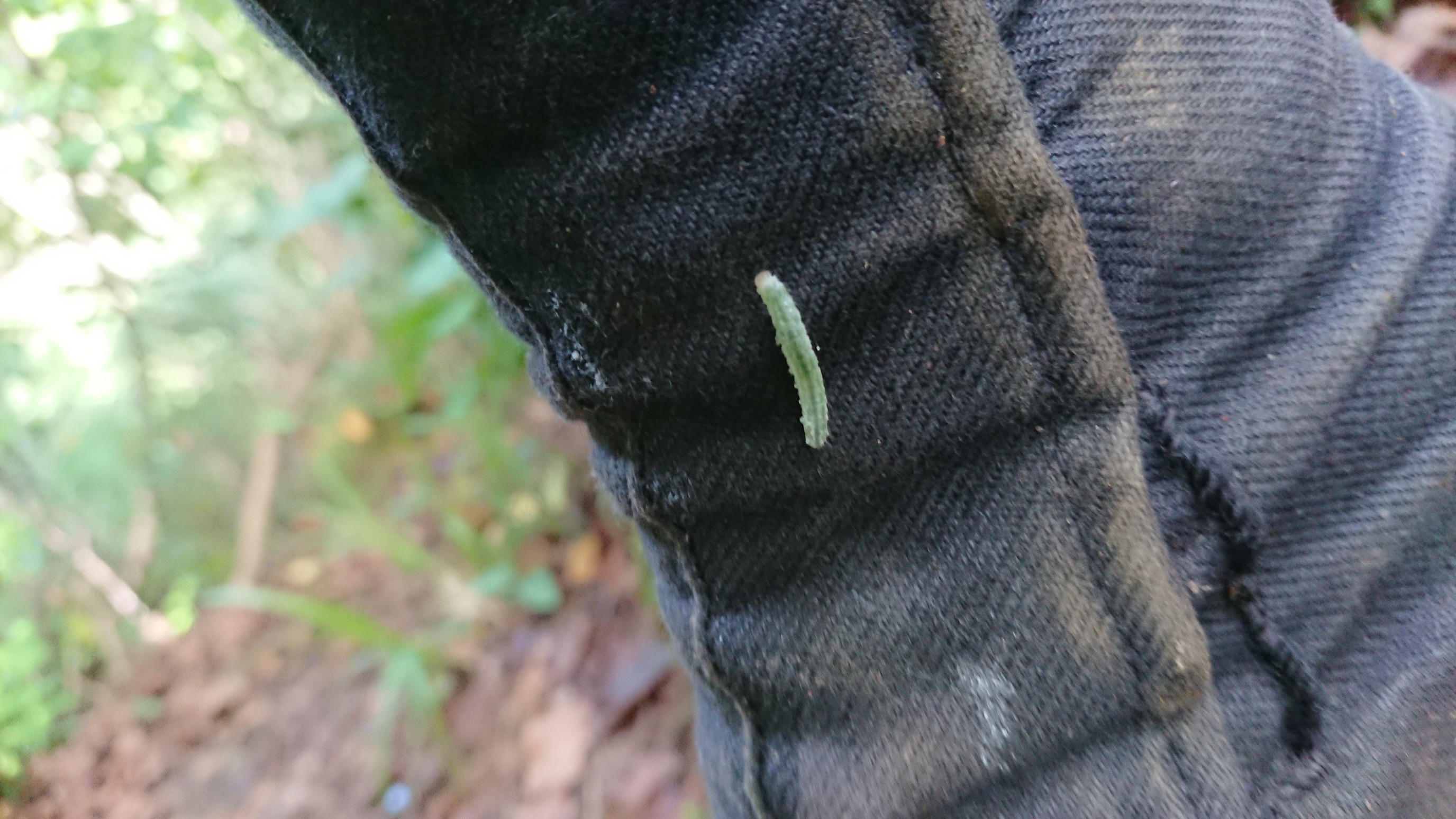 木六山・銀次郎山 青虫？