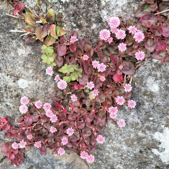熊野古道 小辺路 たくさん💕