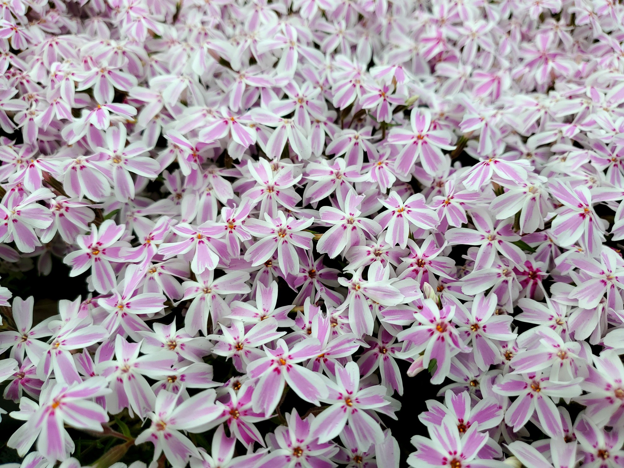 魚沼芝桜まつり 花と緑と雪の里公園 に行 こんじいさんのモーメント Yamap ヤマップ