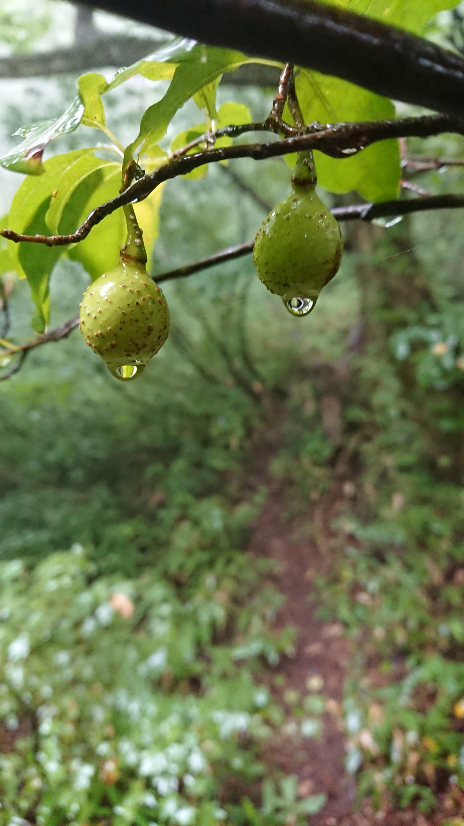 木六山・銀次郎山 ？