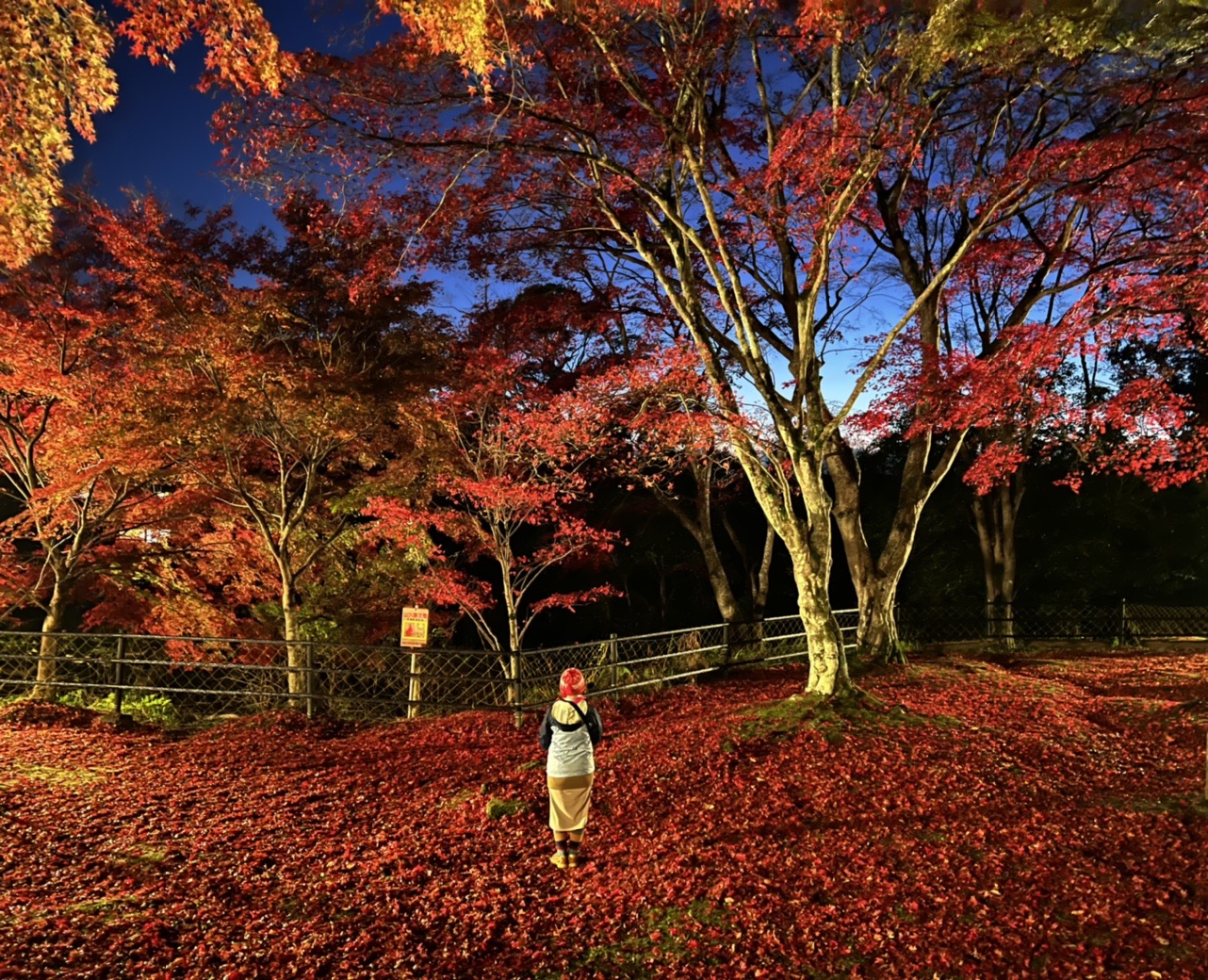 紅葉 のレッドカーペット笠置山もみじ広場ライトアップ ちーちゃんさんの笠置山 京都府 の活動データ Yamap ヤマップ