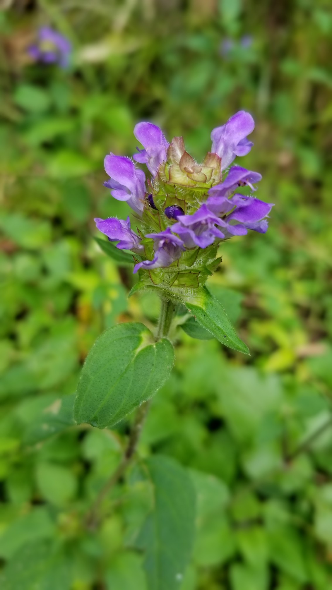 高知市七ツ淵 06 21 ピｯチャンさんの高知市の活動日記 Yamap ヤマップ
