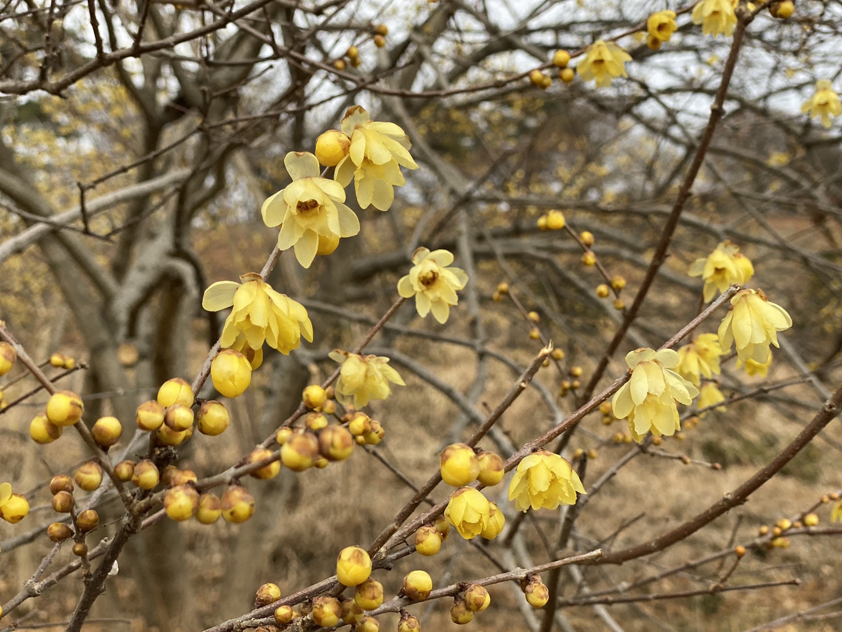 弁天山 桜山でロウバイ散歩 みぃちょんさんの藤岡市の活動データ Yamap ヤマップ