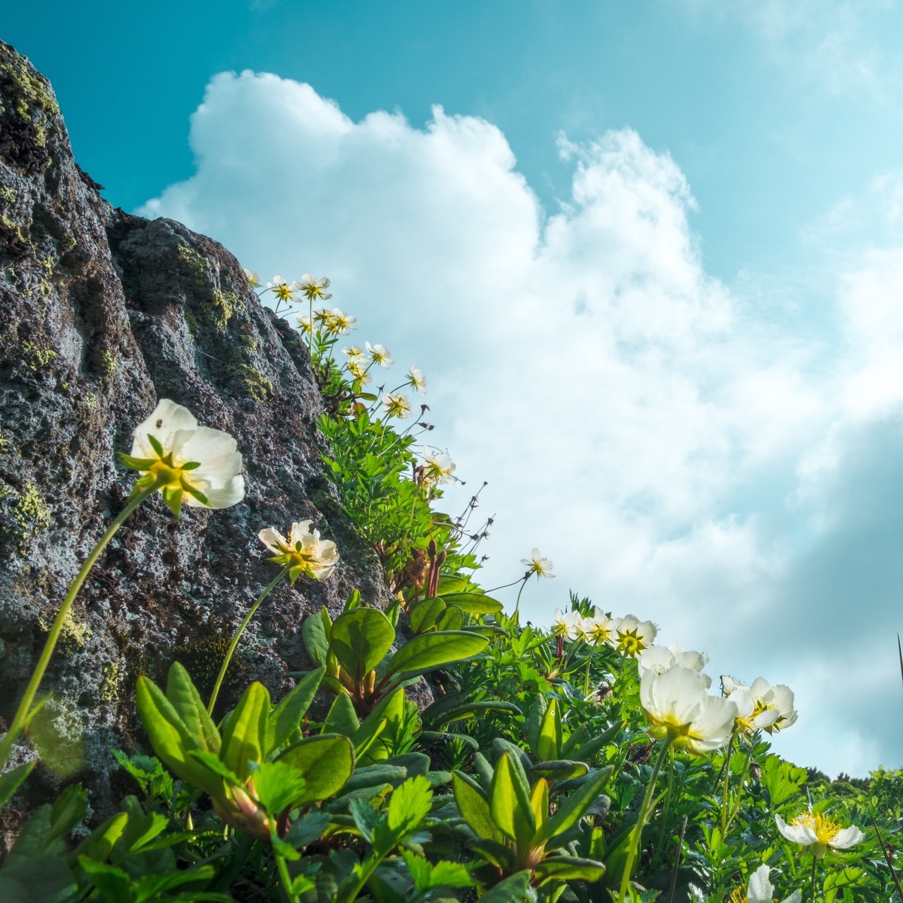咲き乱れるチングルマのトムラウシ公園 Okaさんの大雪山系 旭岳 トムラウシの活動データ Yamap ヤマップ